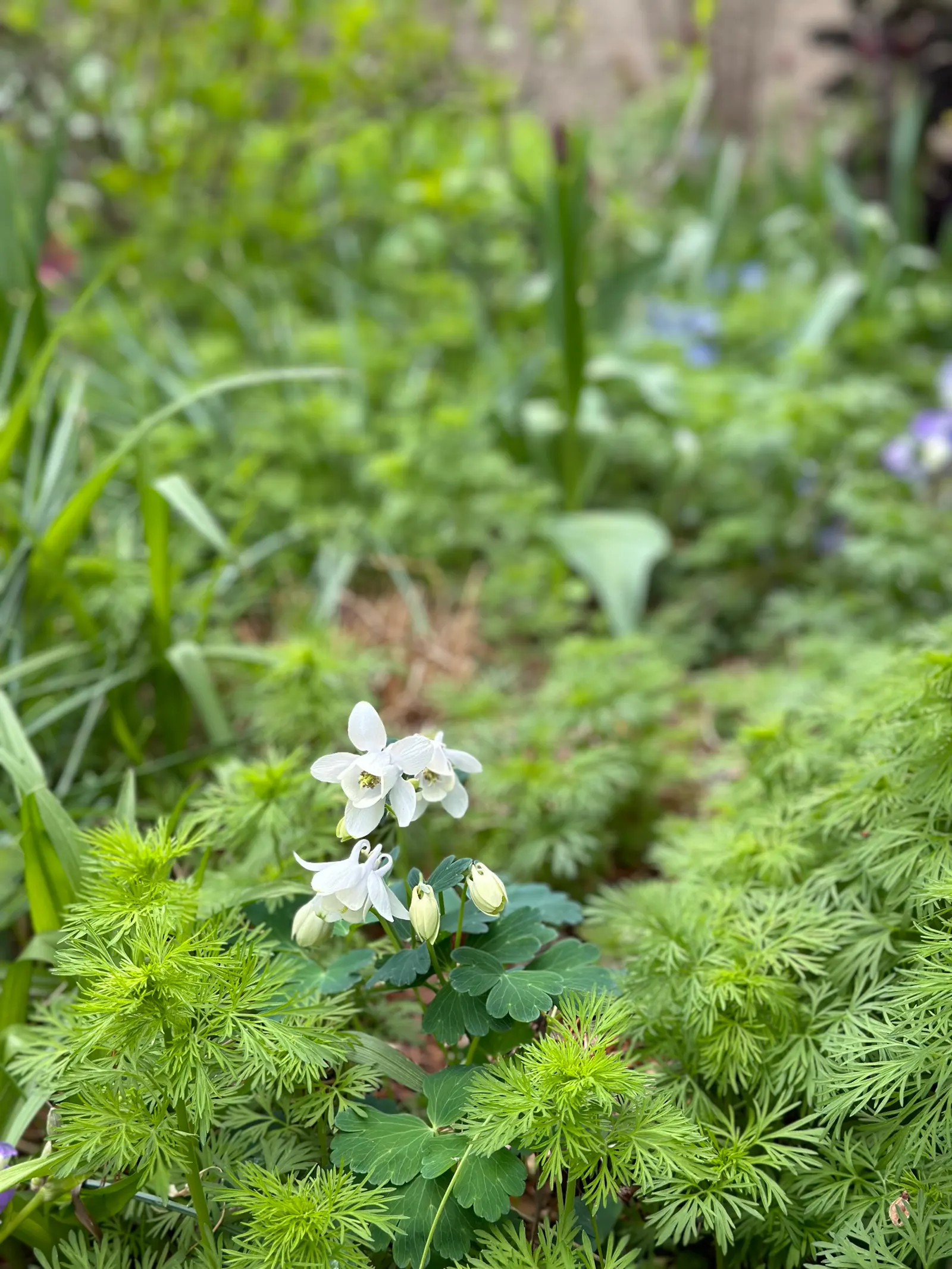 Wild Columbine (Aquilegia Canadensis) — offering a naturalized aesthetic to the design, image 102