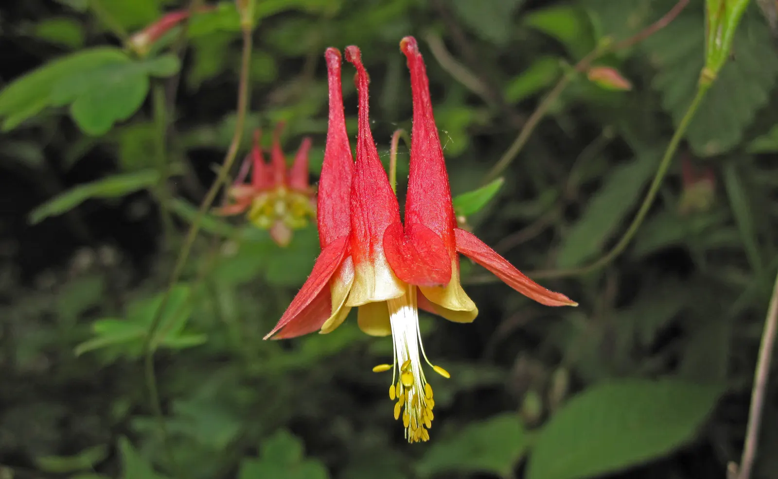 Wild Columbine (Aquilegia Canadensis) — Resistant to deer and drought; offering a naturalized aesthetic to the design