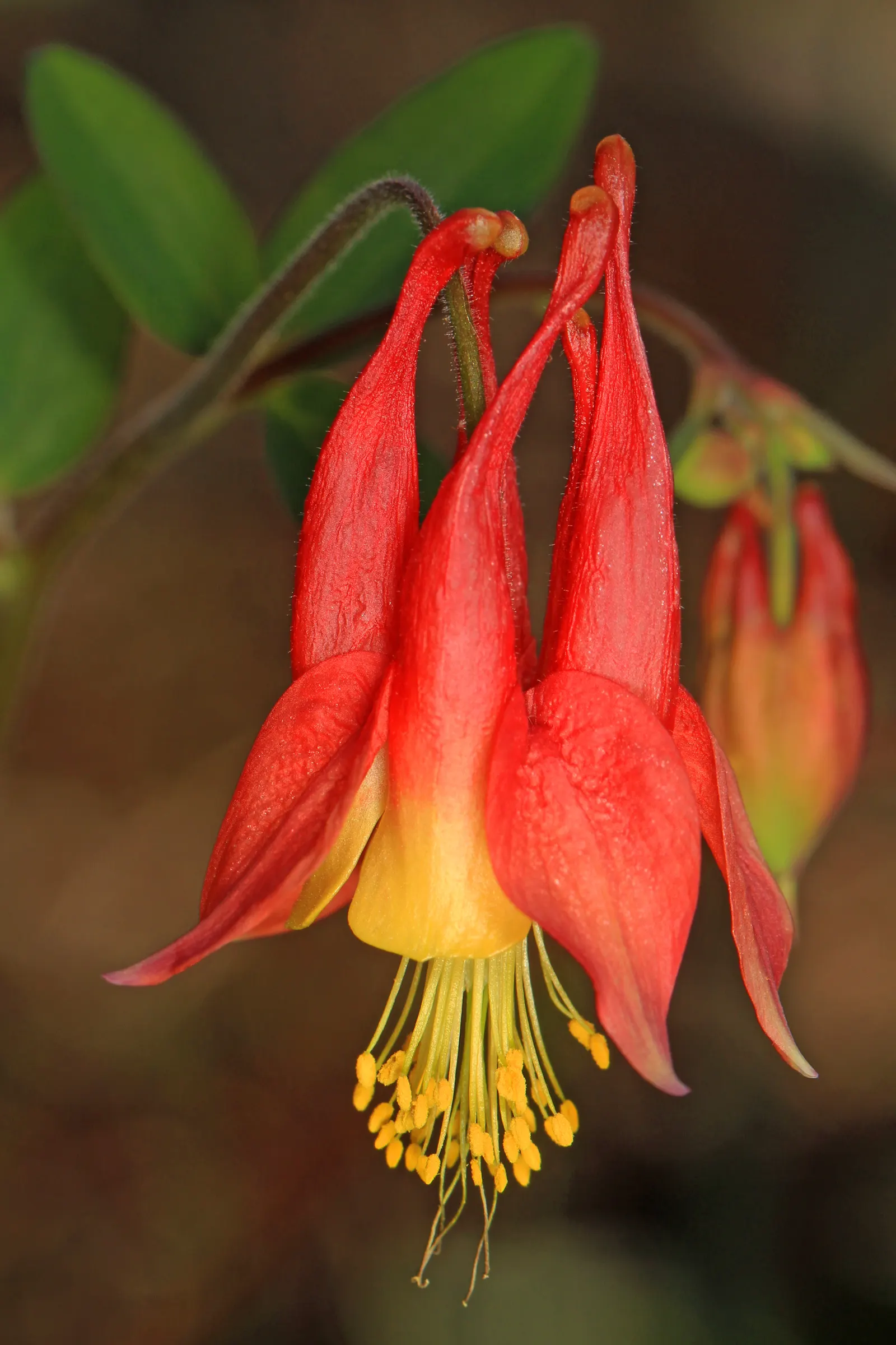 Wild Columbine (Aquilegia Canadensis) — Aquilegia canadensis, commonly known as Wild Columbine, is a perennial native to North America; at, image 64