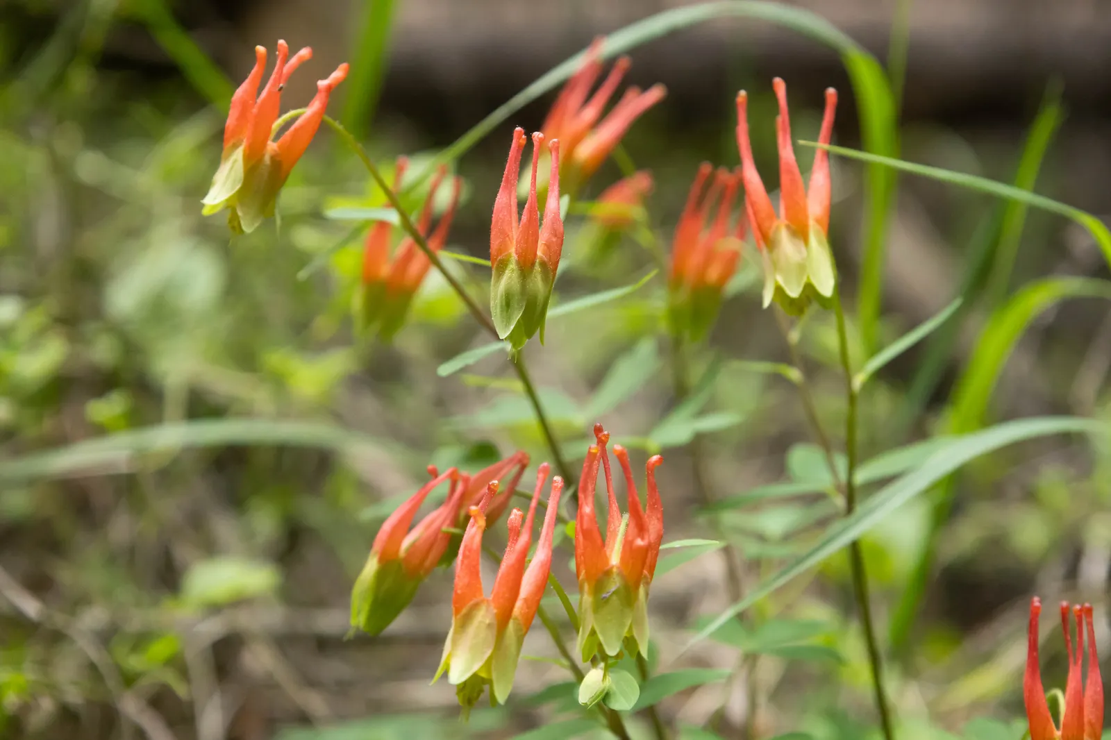 Wild Columbine (Aquilegia Canadensis) — Resistant to deer and drought; offering a naturalized aesthetic to the design, image 111