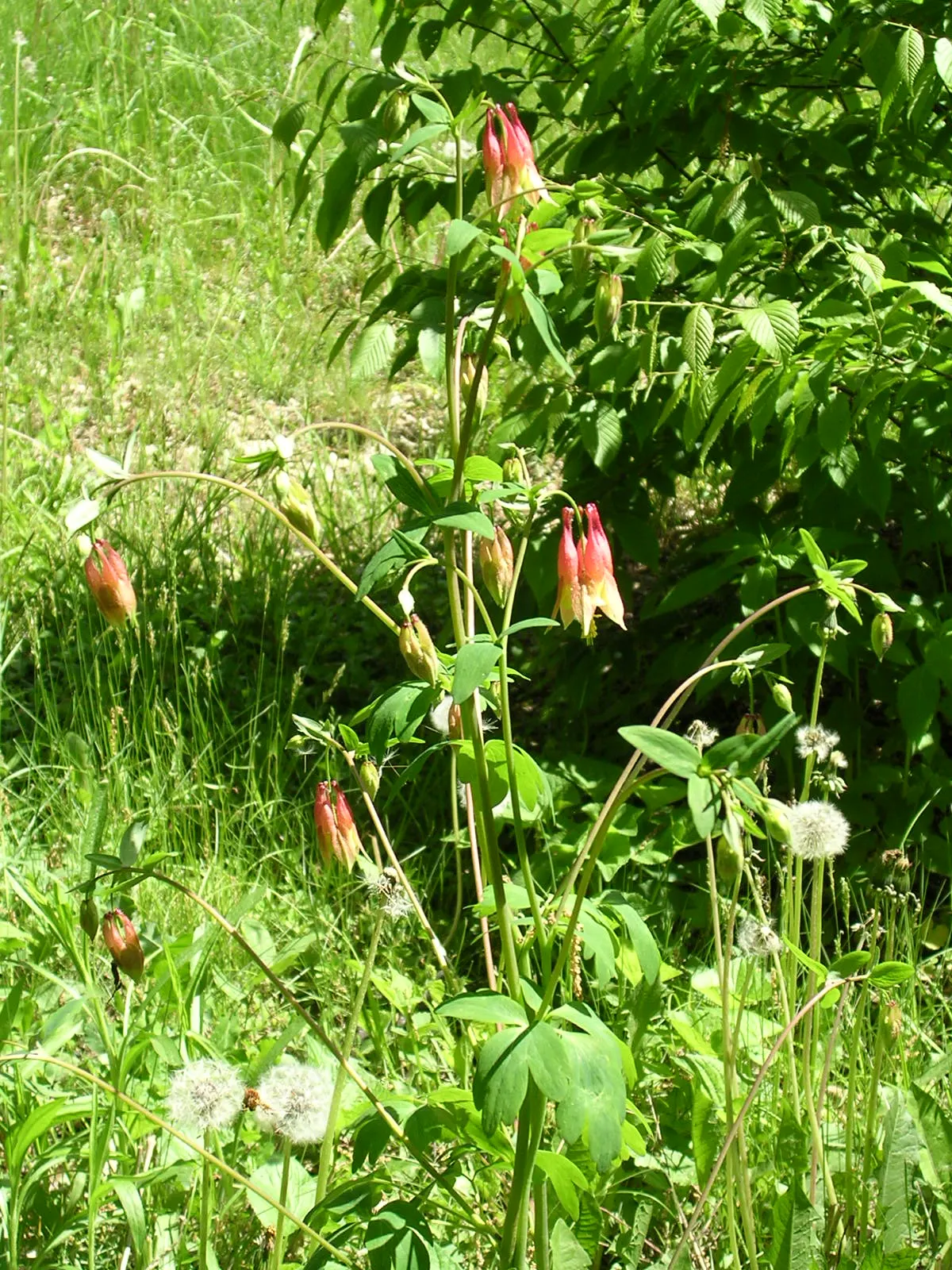 Wild Columbine (Aquilegia Canadensis) — It features distinct, nodding red and yellow flowers with backward-pointing spurs, blooming April to June, image 86