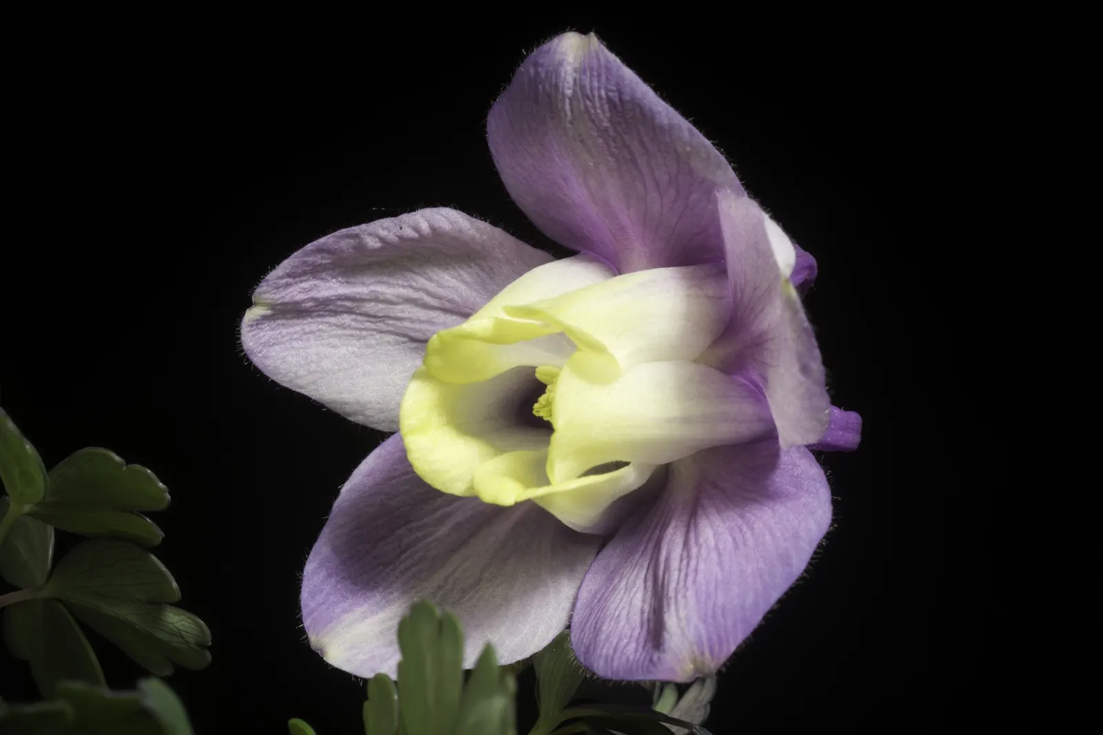 Wild Columbine (Aquilegia Canadensis) — consider the Wild Columbine for its low maintenance needs and captivating appearance; offering a, image 78