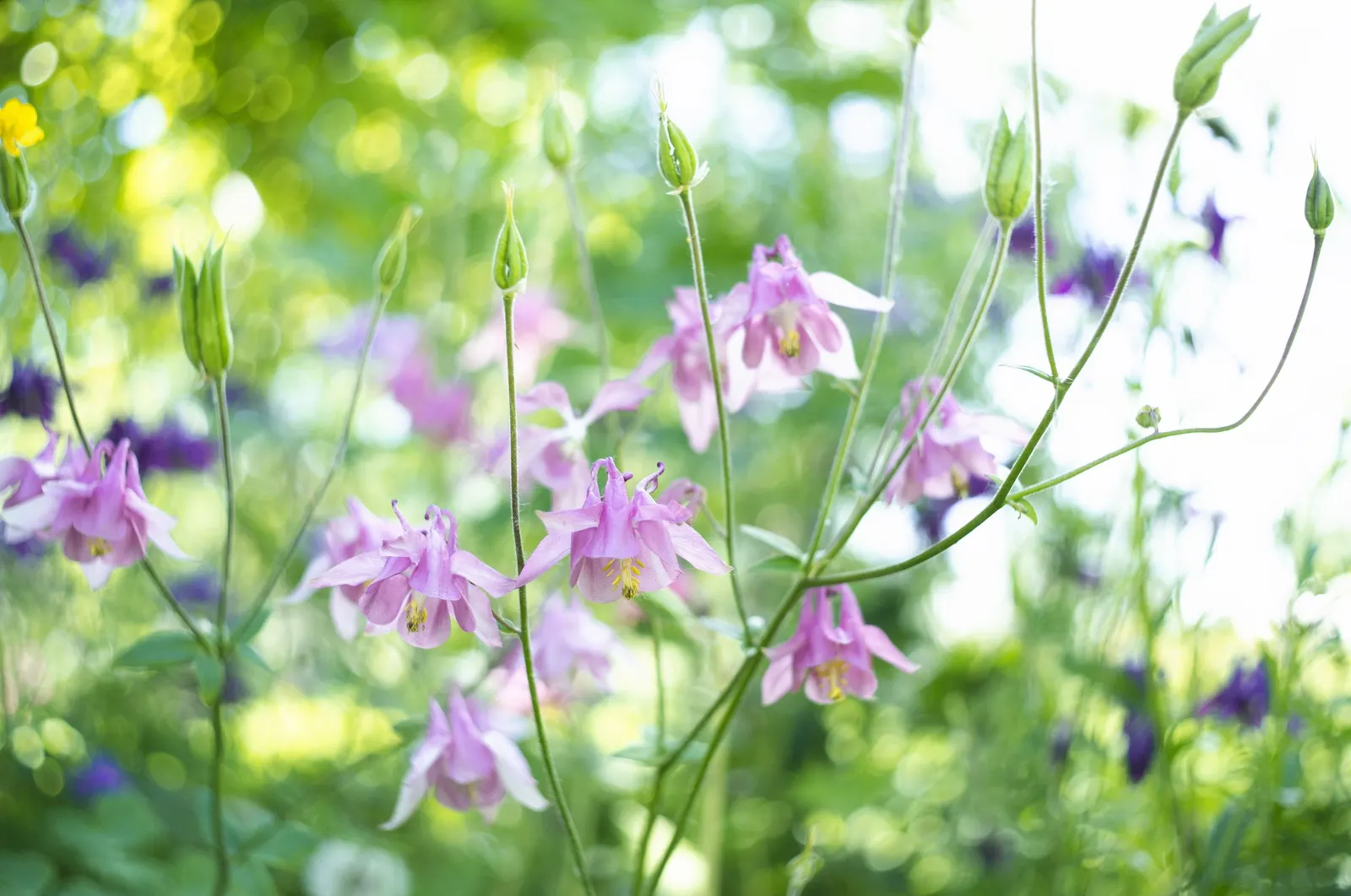 Wild Columbine (Aquilegia Canadensis) — making it an excellent mid-layer species in garden beds when designing for varied visual interest; offering, image 54