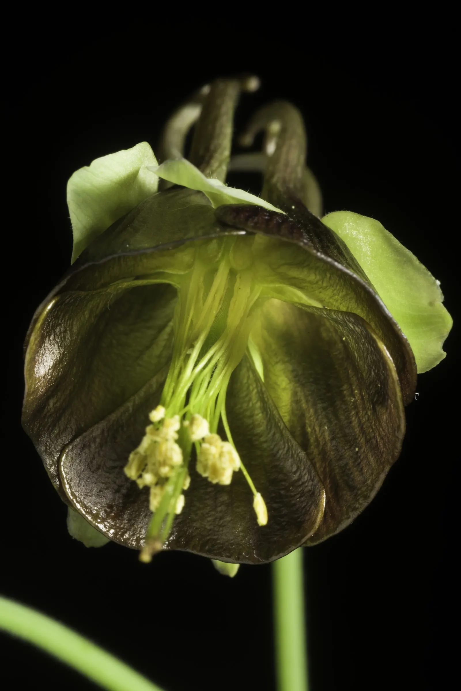 Wild Columbine (Aquilegia Canadensis) — is a charming North American native perennial that is highly coveted in landscape design for its, image 71