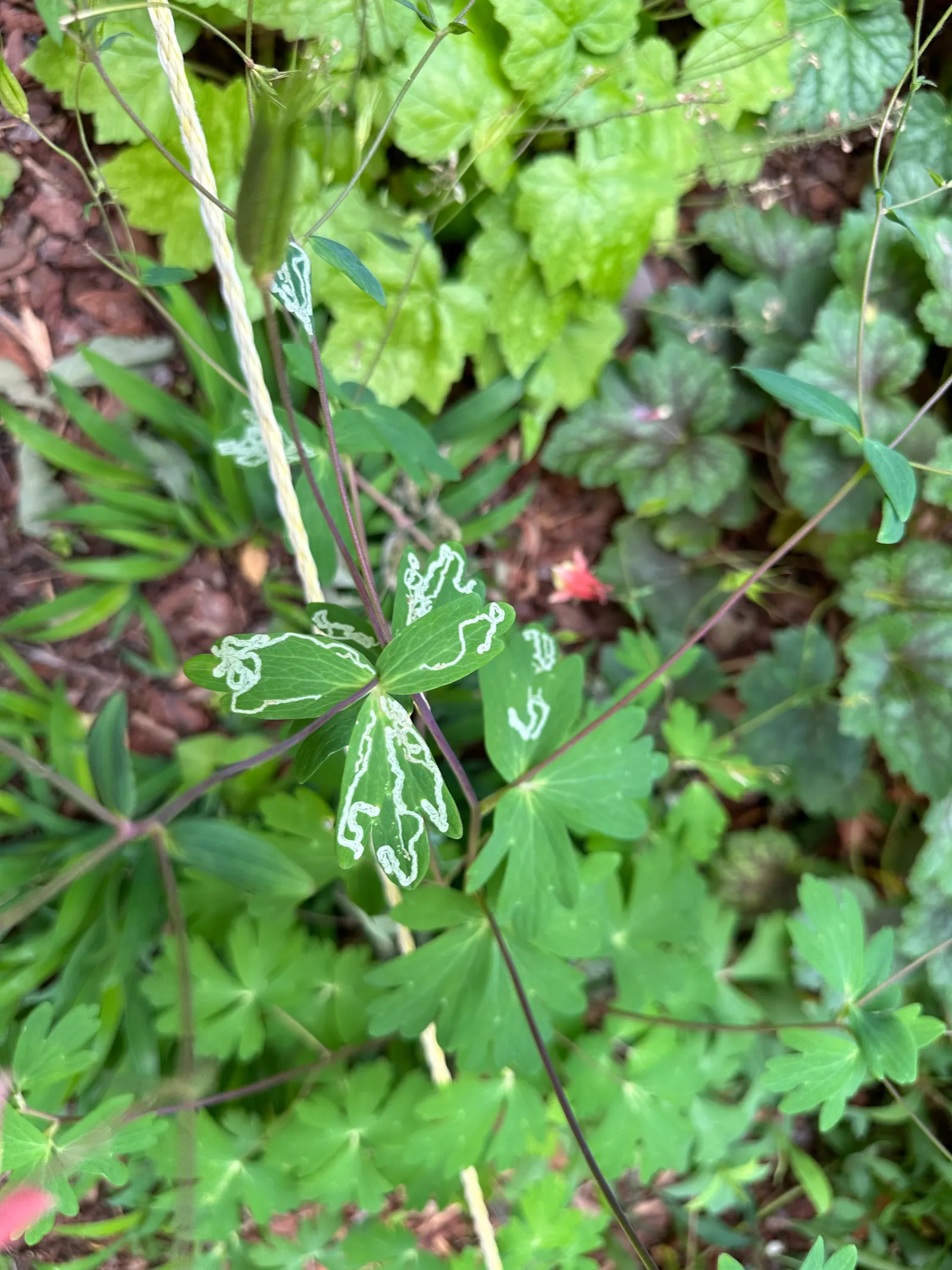 Wild Columbine (Aquilegia Canadensis) — is a charming North American native perennial that is highly coveted in landscape design for its, image 134