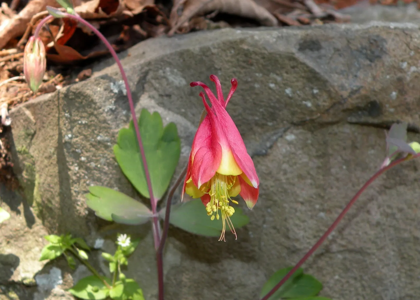 Wild Columbine (Aquilegia Canadensis) — red and yellow flowers in the garden; at maturity, it stands 1-3 feet tall with a similar spread, image 124