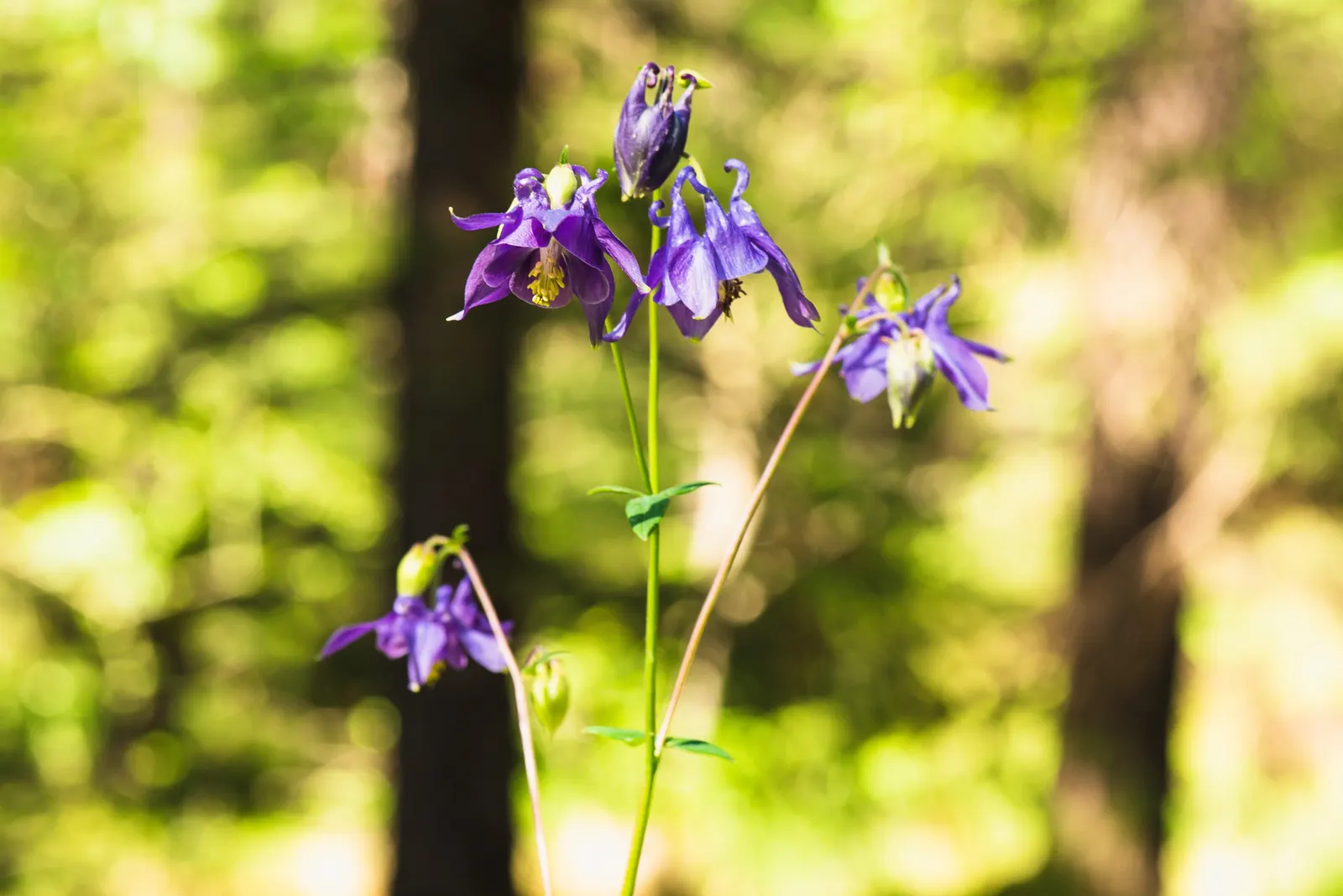 Wild Columbine (Aquilegia Canadensis) — Aquilegia canadensis, commonly known as Wild Columbine, is a perennial native to North America; at, image 169
