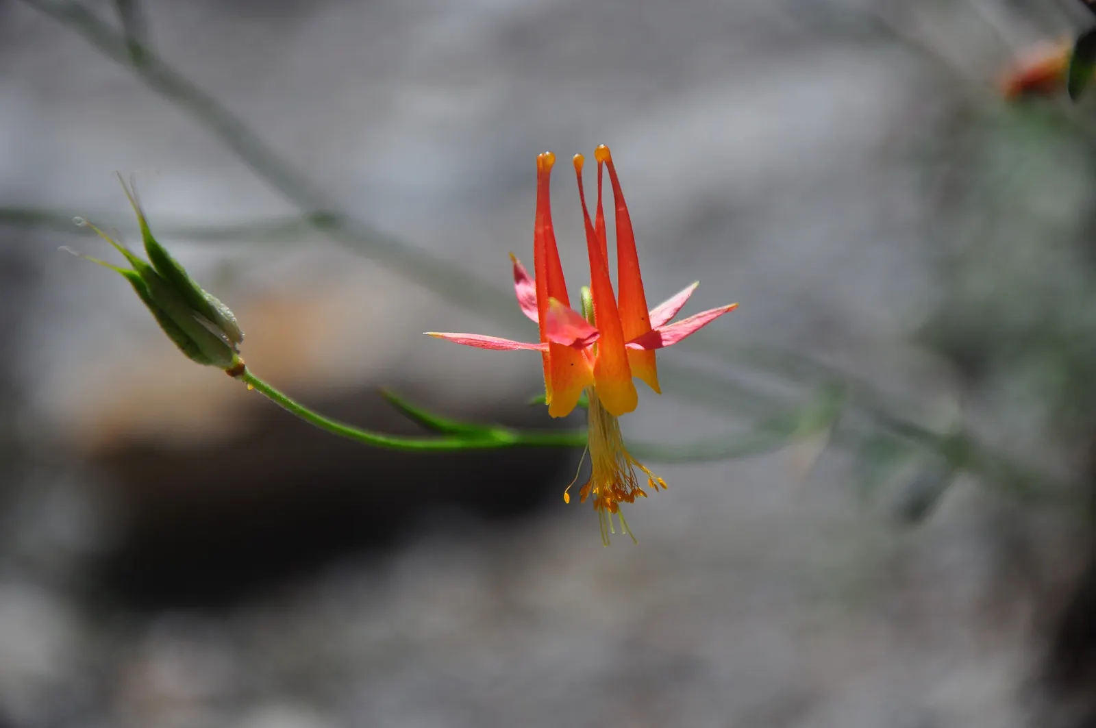 Wild Columbine (Aquilegia Canadensis) — It is also relatively deer resistant, making it a practical and enchanting addition to a client's, image 142