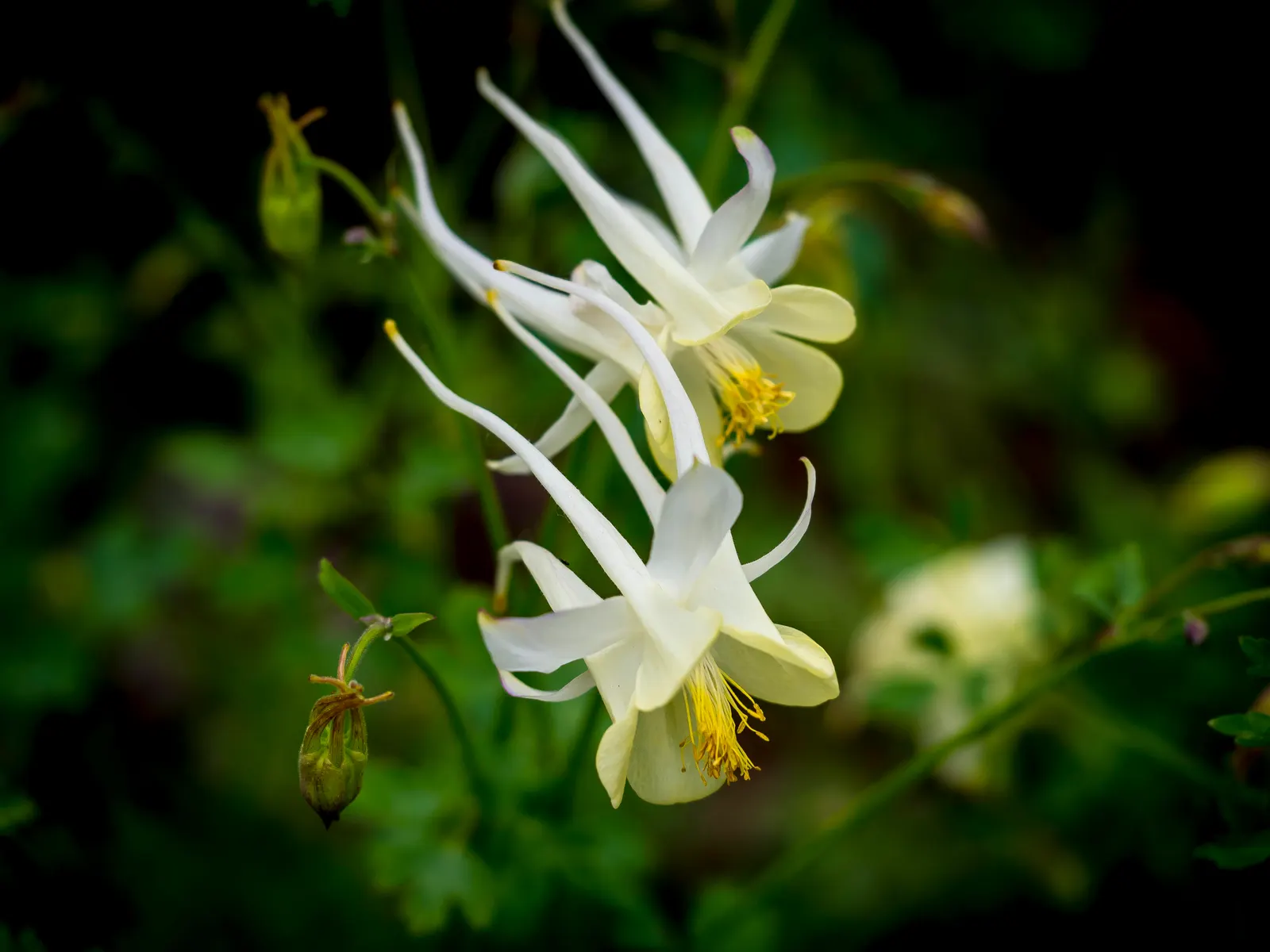 Wild Columbine (Aquilegia Canadensis) — red and yellow flowers in the garden; at maturity, it stands 1-3 feet tall with a similar spread