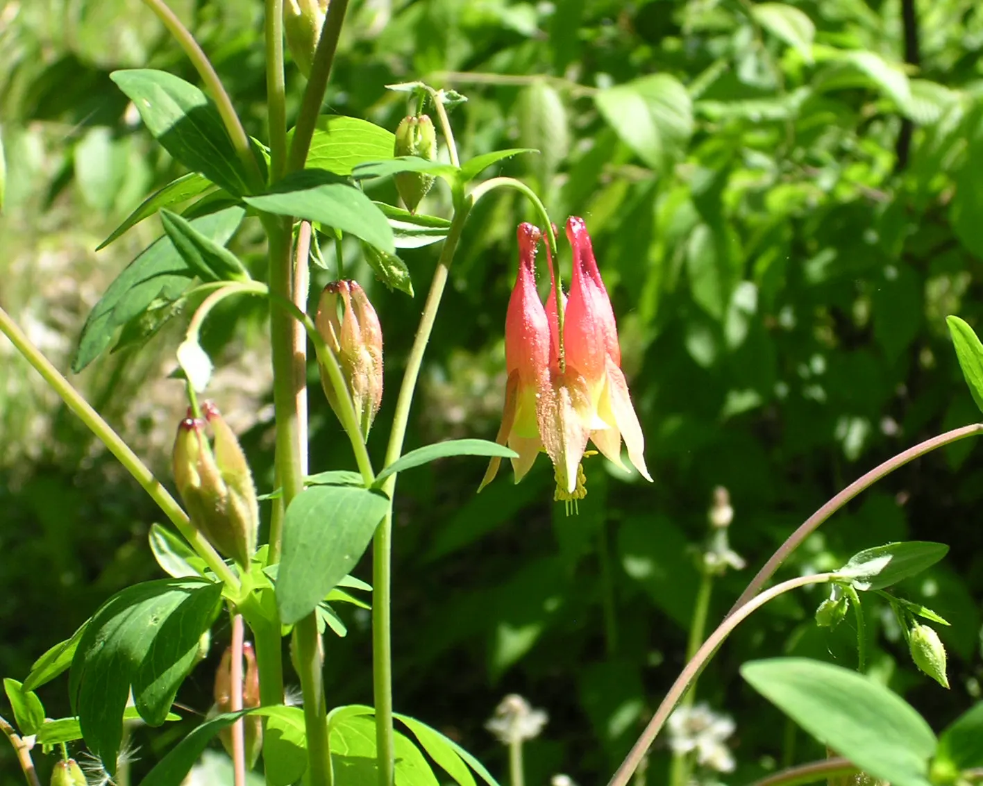 Wild Columbine (Aquilegia Canadensis) — It thrives in part shade but can tolerate full sun in cooler climates, provided the soil remains moist; the, image 98