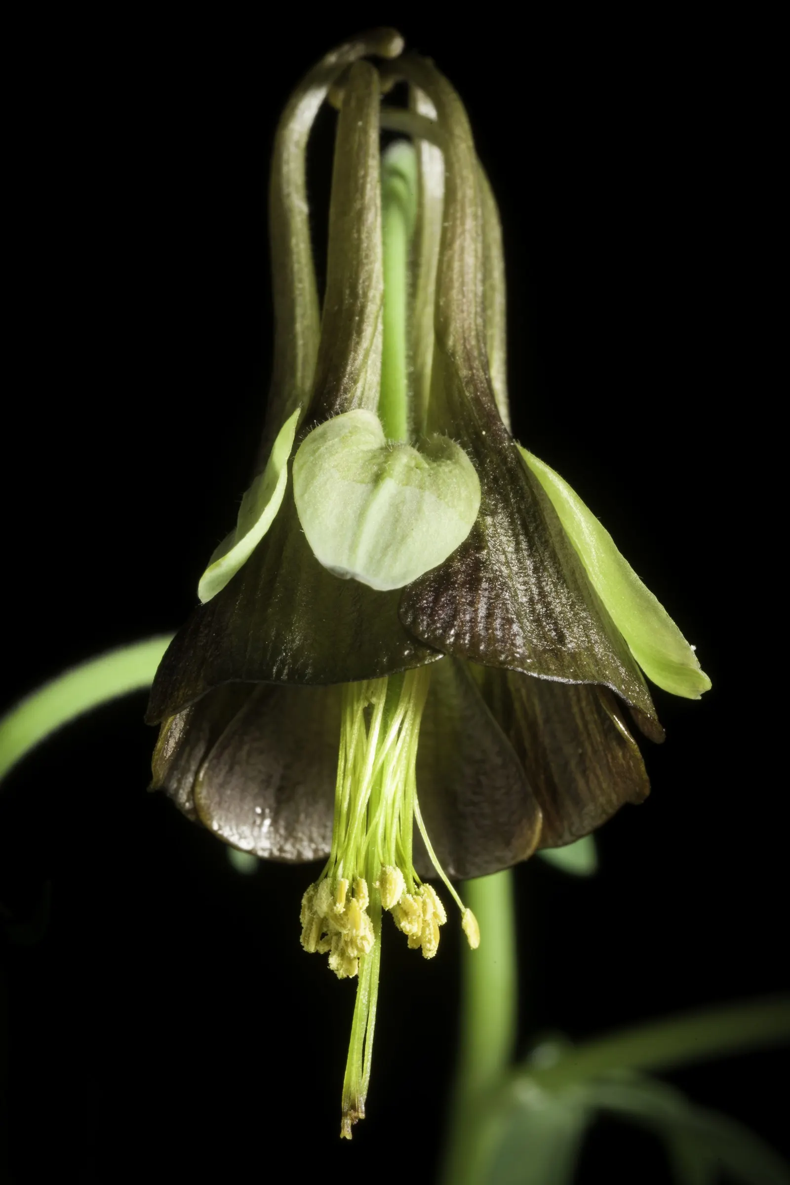 Wild Columbine (Aquilegia Canadensis) — These blooms are a magnet for hummingbirds and butterflies; at maturity, it stands 1-3 feet tall with a, image 55