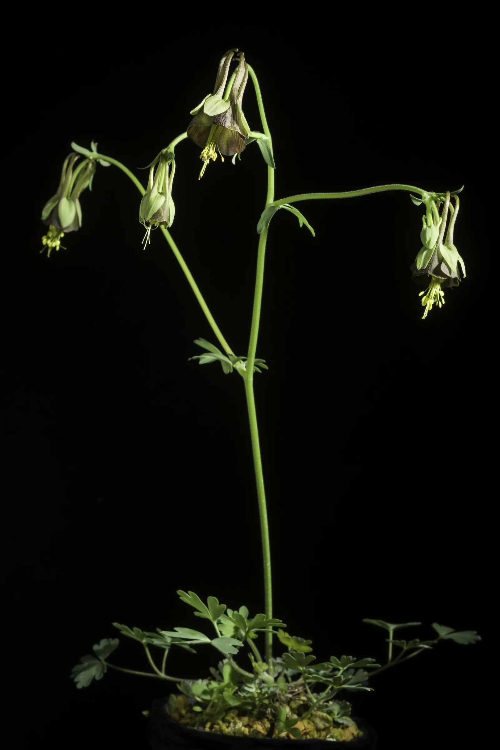 Wild Columbine (Aquilegia Canadensis) — At maturity, it stands 1-3 feet tall with a similar spread, image 25
