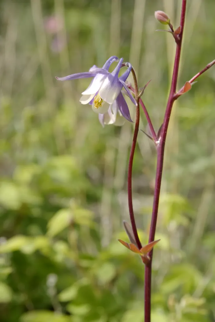Wild Columbine (Aquilegia Canadensis) — commonly referred to as Wild Columbine; at maturity, it stands 1-3 feet tall with a similar spread