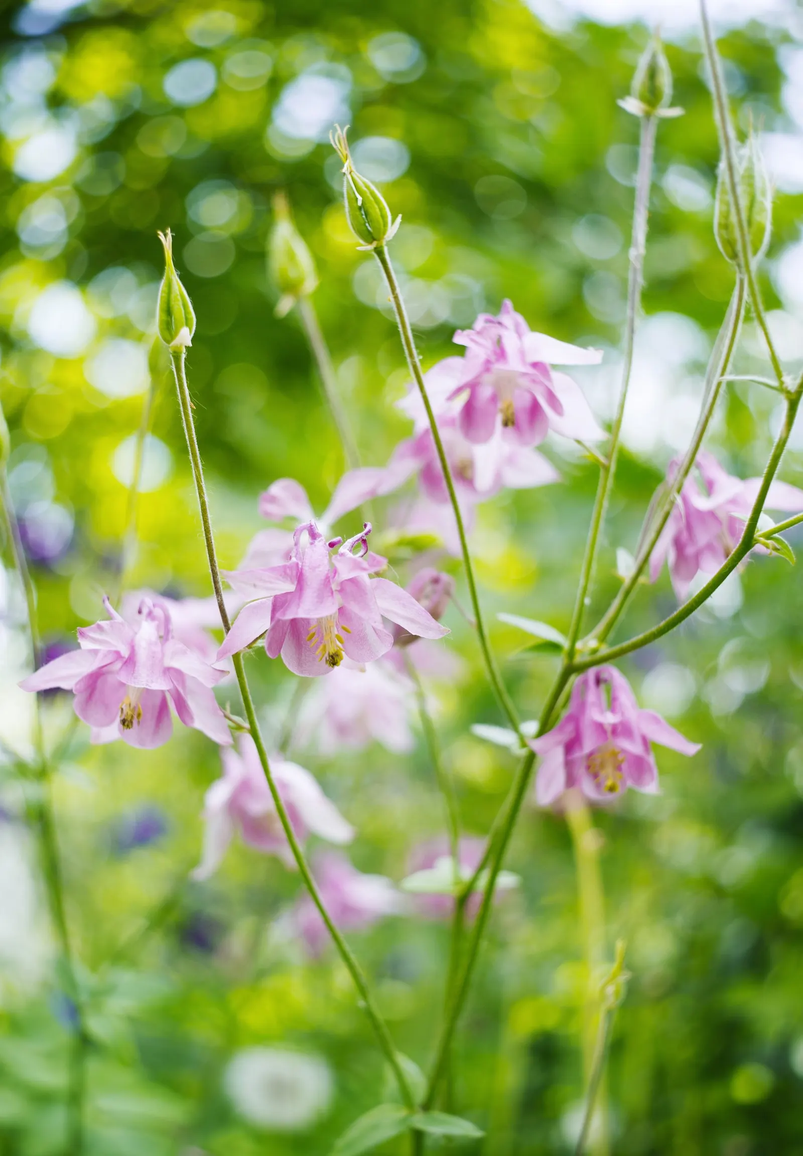Wild Columbine (Aquilegia Canadensis) — commonly referred to as Wild Columbine; at maturity, it stands 1-3 feet tall with a similar spread, image 133