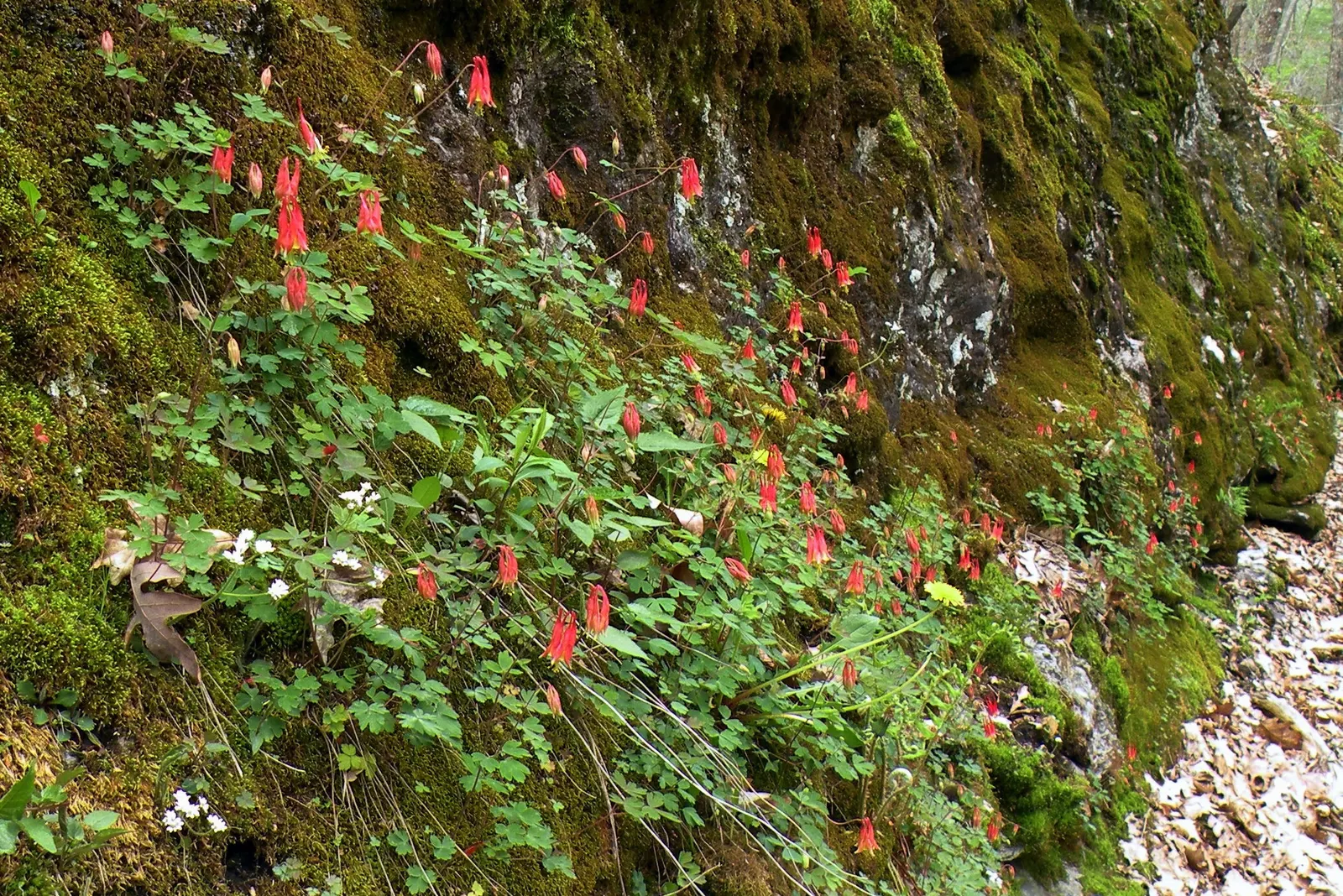 Wild Columbine (Aquilegia Canadensis) — These blooms are a magnet for hummingbirds and butterflies; at maturity, it stands 1-3 feet tall with a, image 160