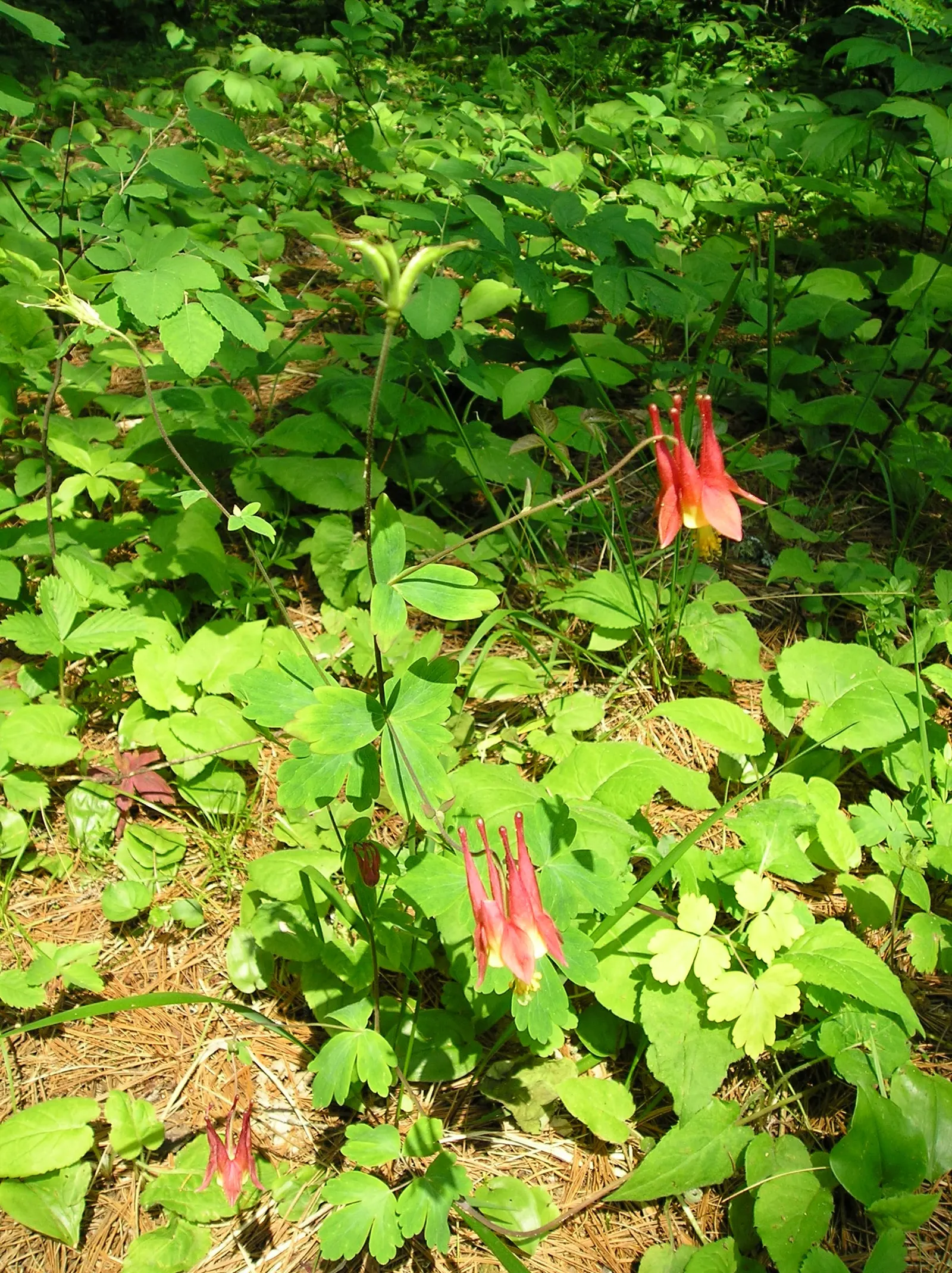 Wild Columbine (Aquilegia Canadensis) — consider the Wild Columbine for its low maintenance needs and captivating appearance; offering a, image 57
