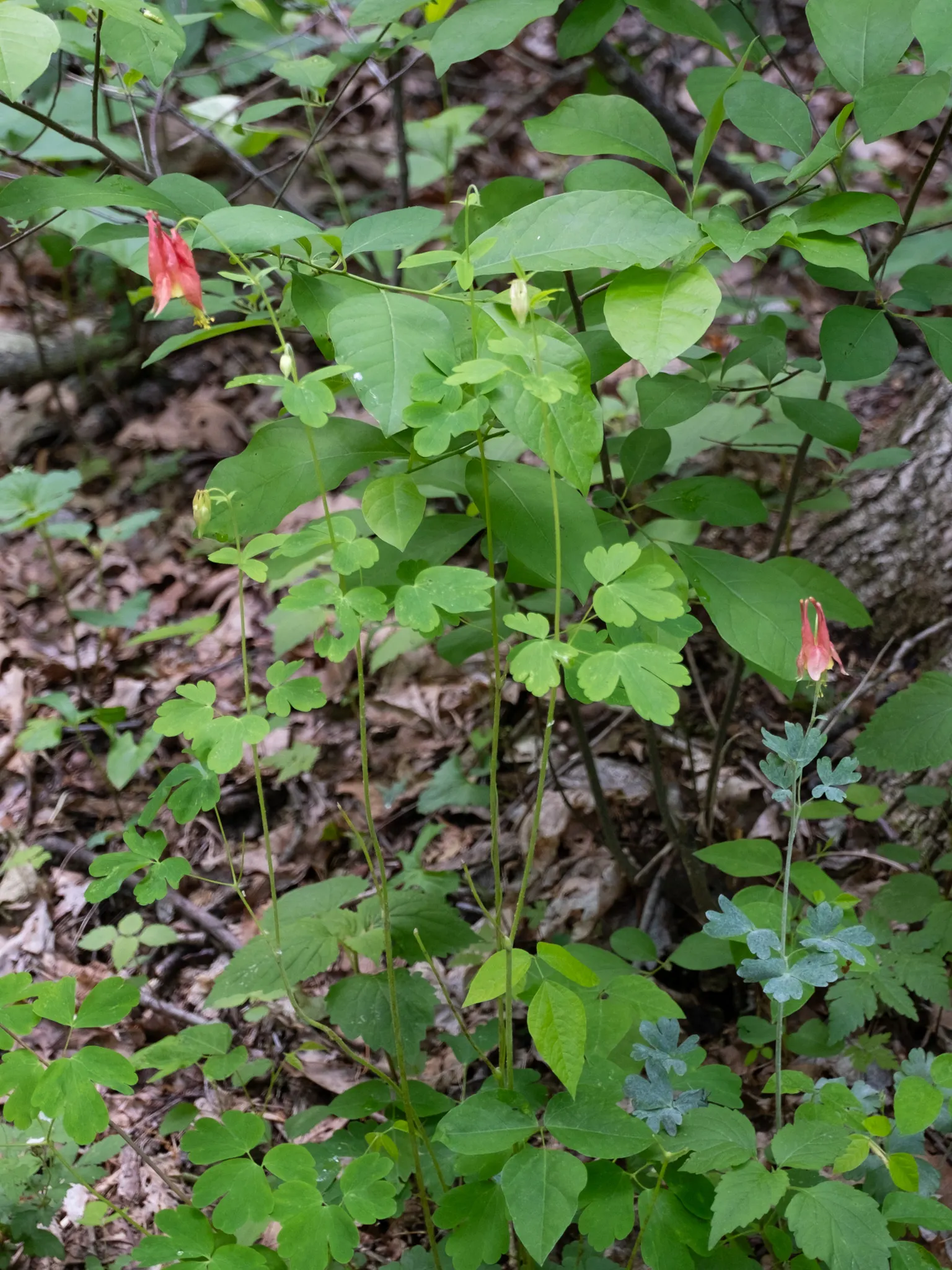 Wild Columbine (Aquilegia Canadensis) — the Wild Columbine flourishes in USDA Hardiness Zones 3 through 8