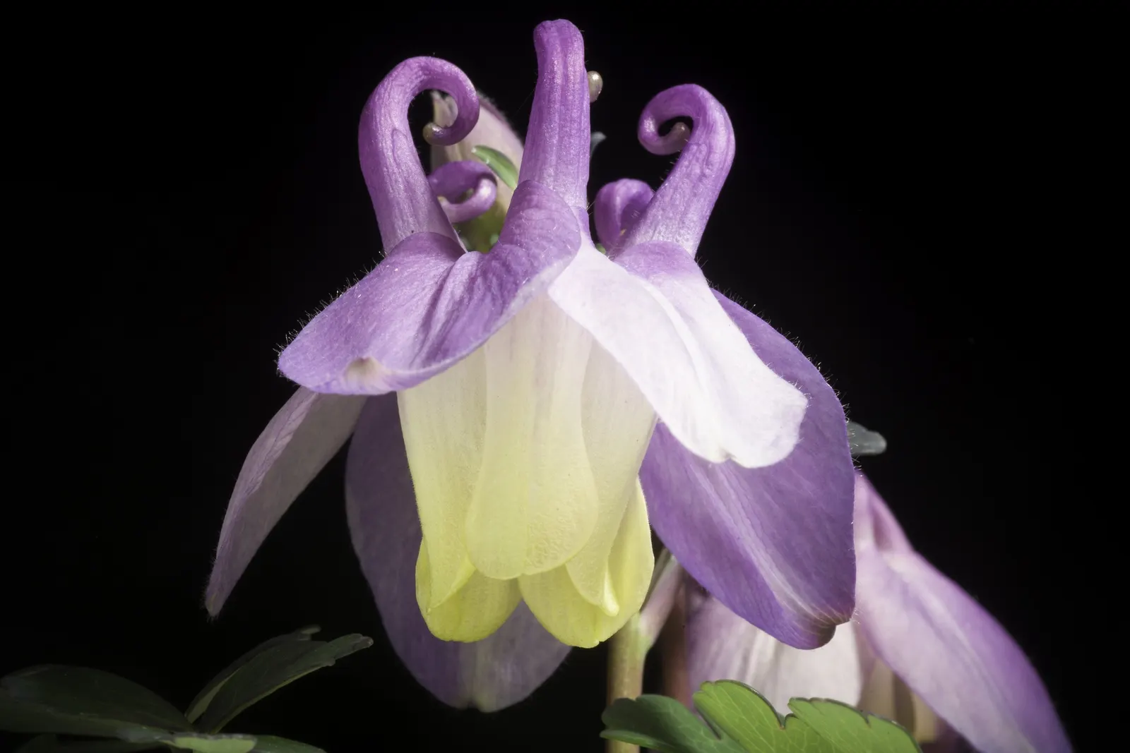 Wild Columbine (Aquilegia Canadensis) — At maturity, it stands 1-3 feet tall with a similar spread, image 109