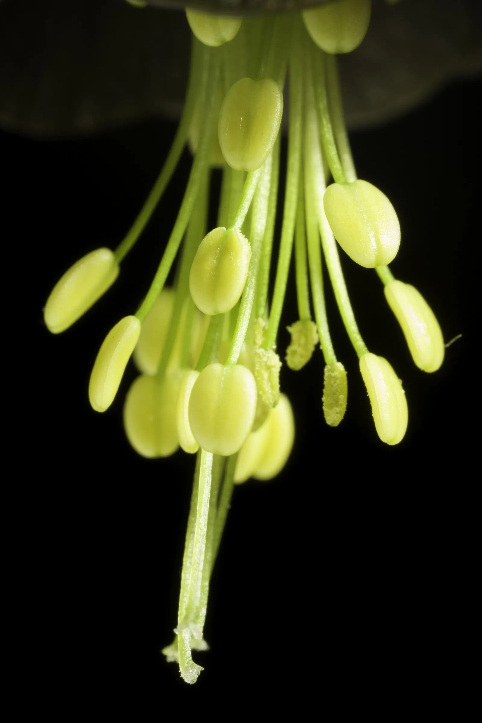Wild Columbine (Aquilegia Canadensis) — Thriving in USDA zones 3-8, it prefers partially shaded areas and well-draining soil; offering a, image 87