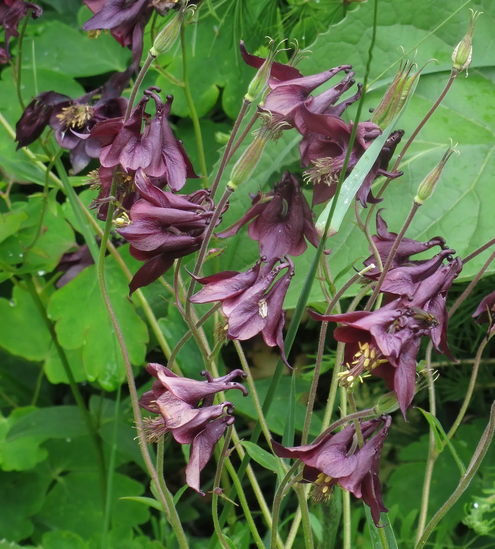 Wild Columbine (Aquilegia Canadensis) — nodding red and yellow flowers; offering a naturalized aesthetic to the design, image 93