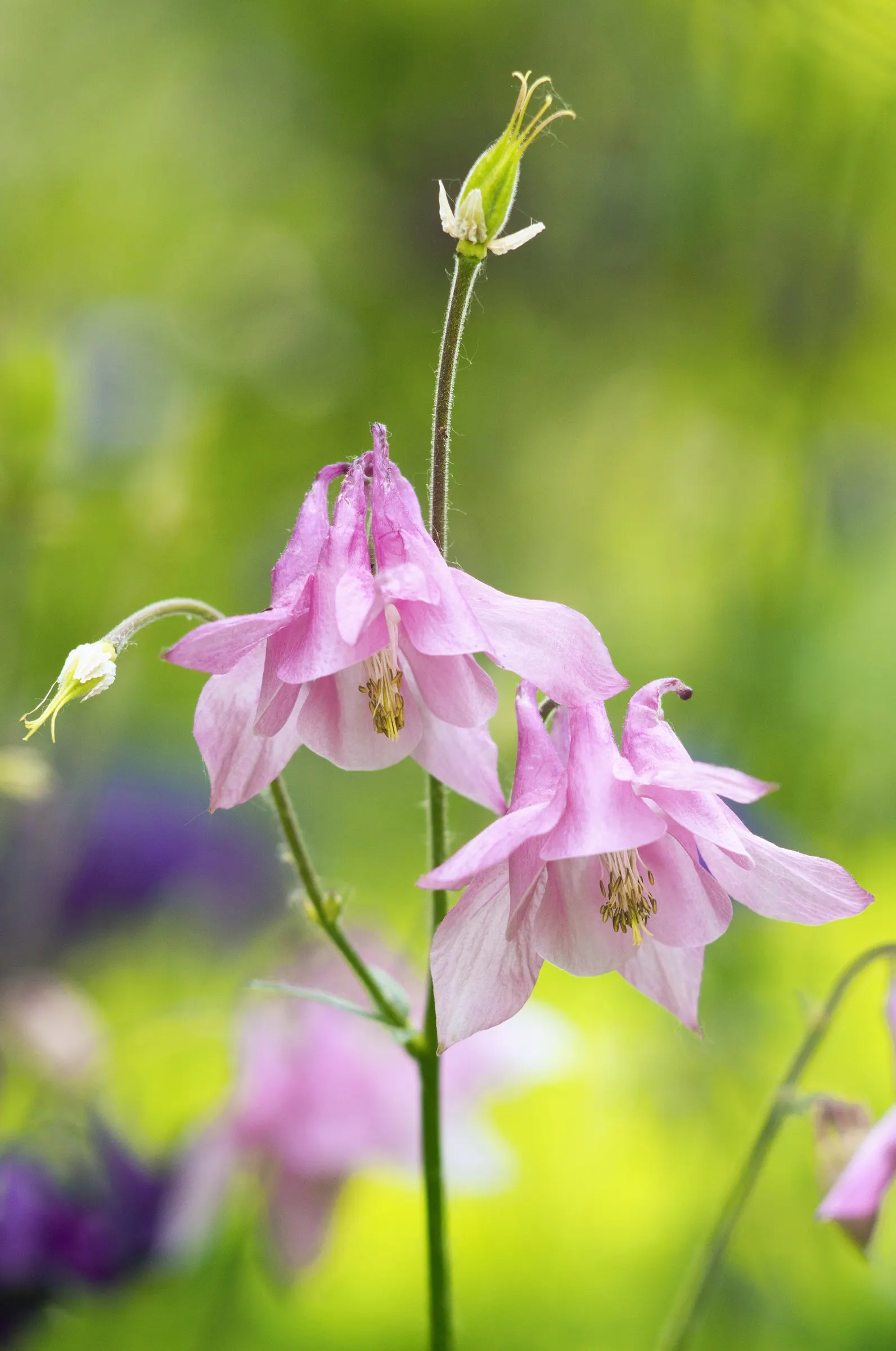 Wild Columbine (Aquilegia Canadensis) — Its ability to self-seed under congenial conditions can ensure its presence for years to come