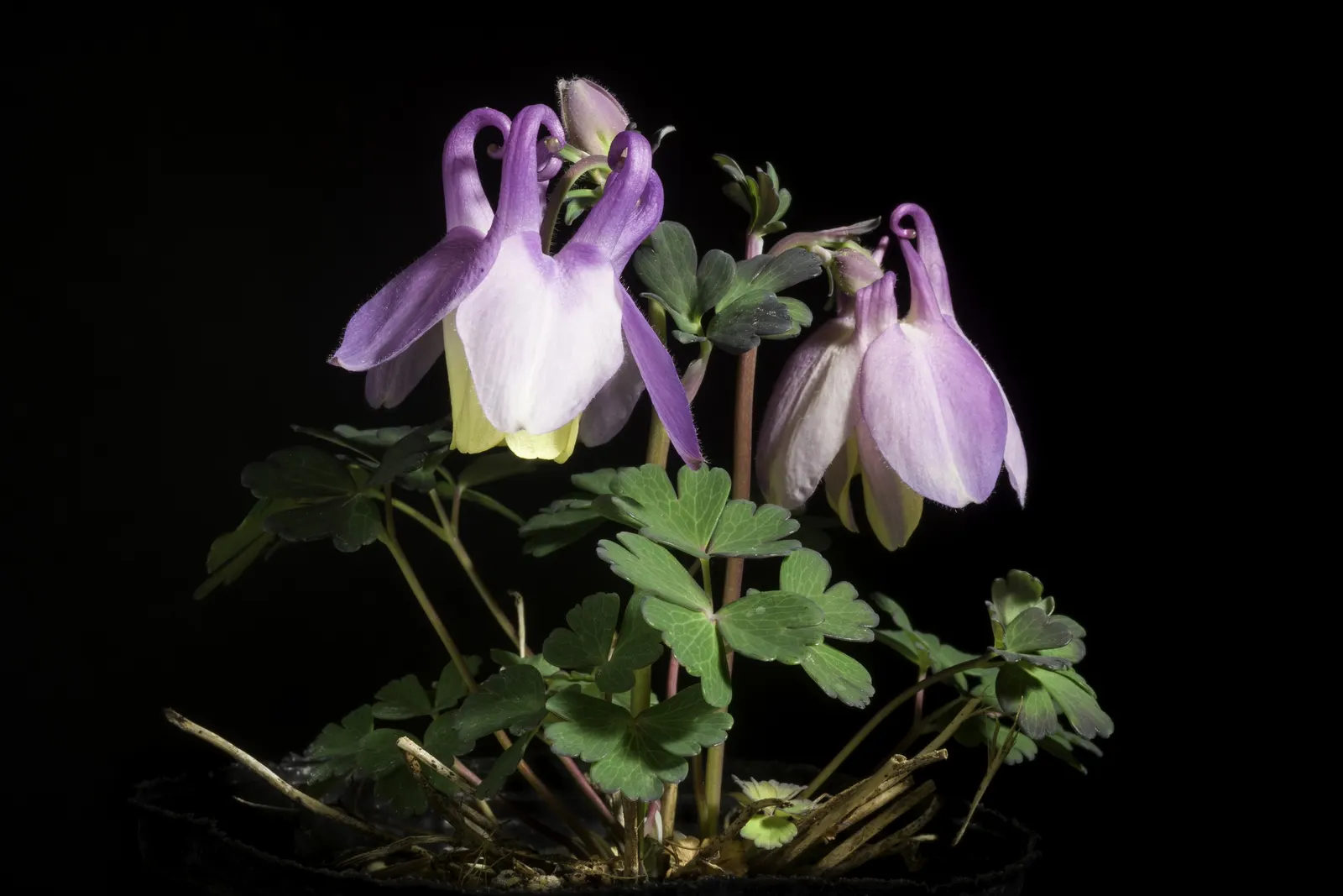 Wild Columbine (Aquilegia Canadensis) — perennial with red and yellow blooms; the Wild Columbine flourishes in USDA Hardiness Zones 3 through 8, image 62