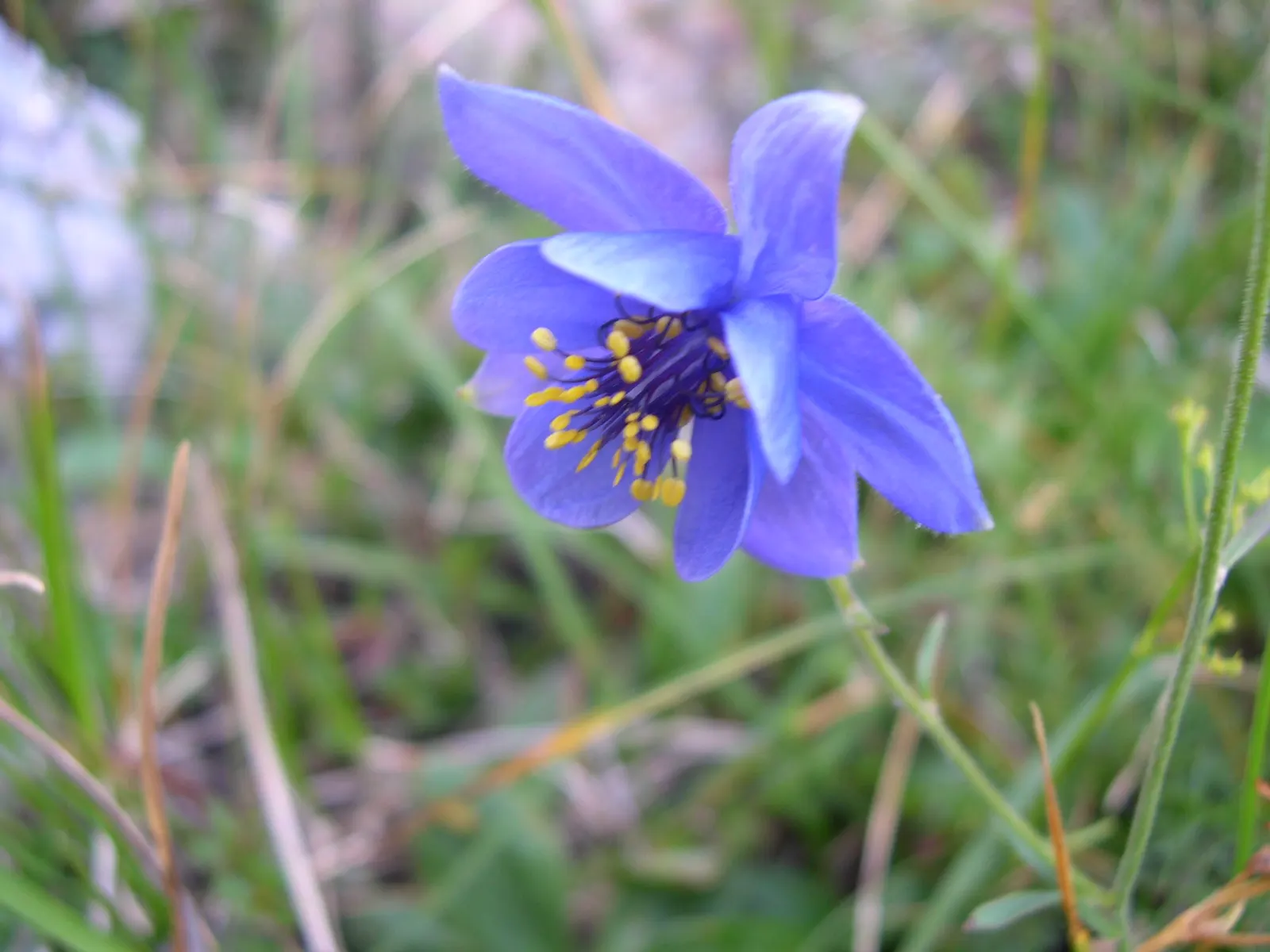 Wild Columbine (Aquilegia Canadensis) — Resistant to deer and drought