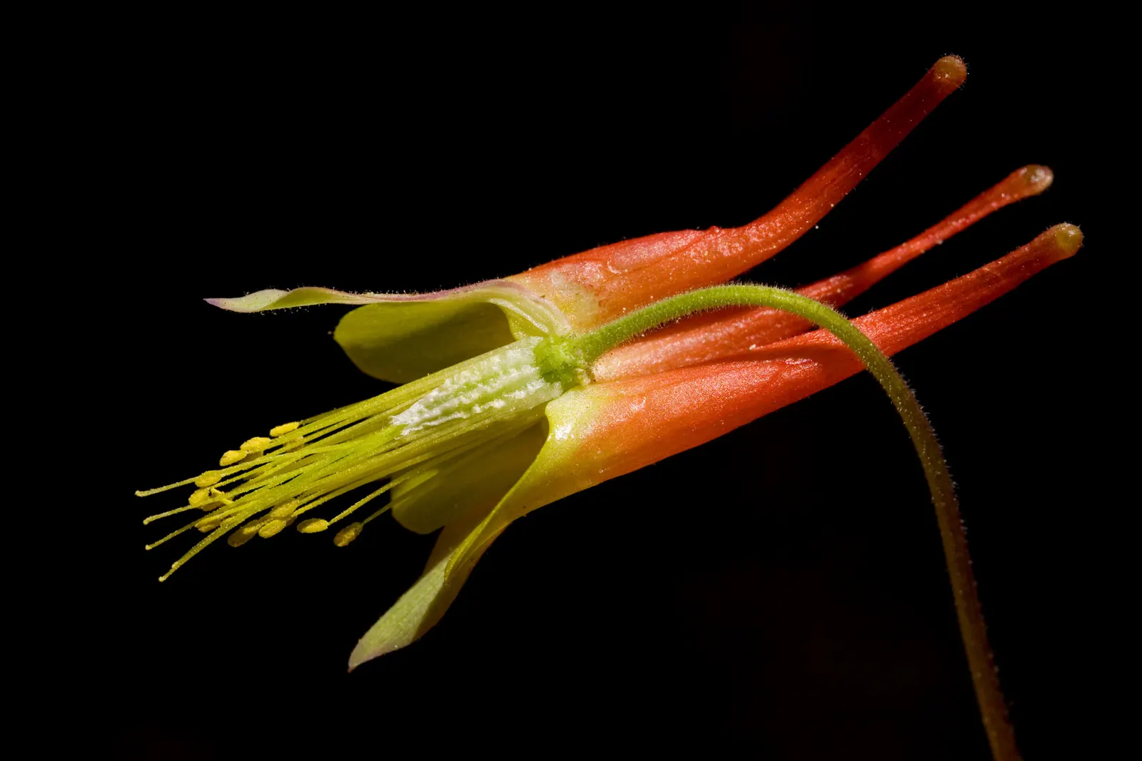 Wild Columbine (Aquilegia Canadensis) — Known for its adaptability; at maturity, it stands 1-3 feet tall with a similar spread, image 136