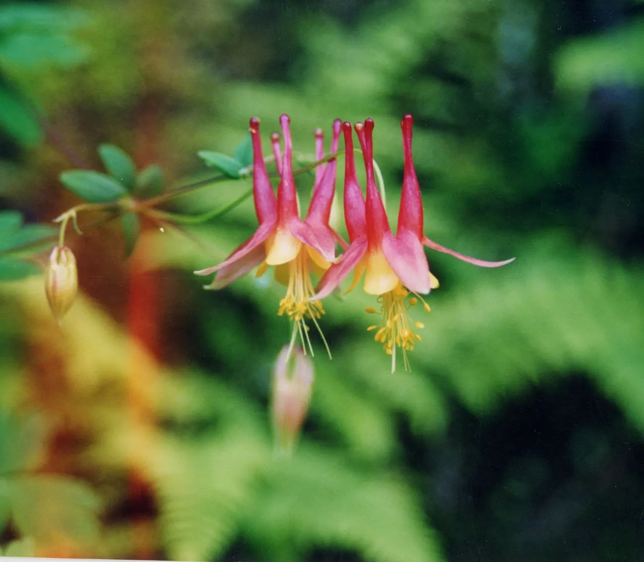 Wild Columbine (Aquilegia Canadensis) — Aquilegia canadensis, commonly known as Wild Columbine, is a perennial native to North America; at, image 43