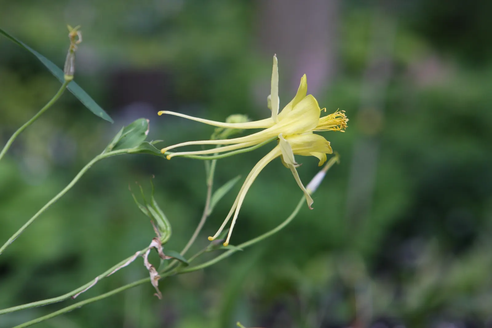 Wild Columbine (Aquilegia Canadensis) — commonly referred to as Wild Columbine; at maturity, it stands 1-3 feet tall with a similar spread, image 154