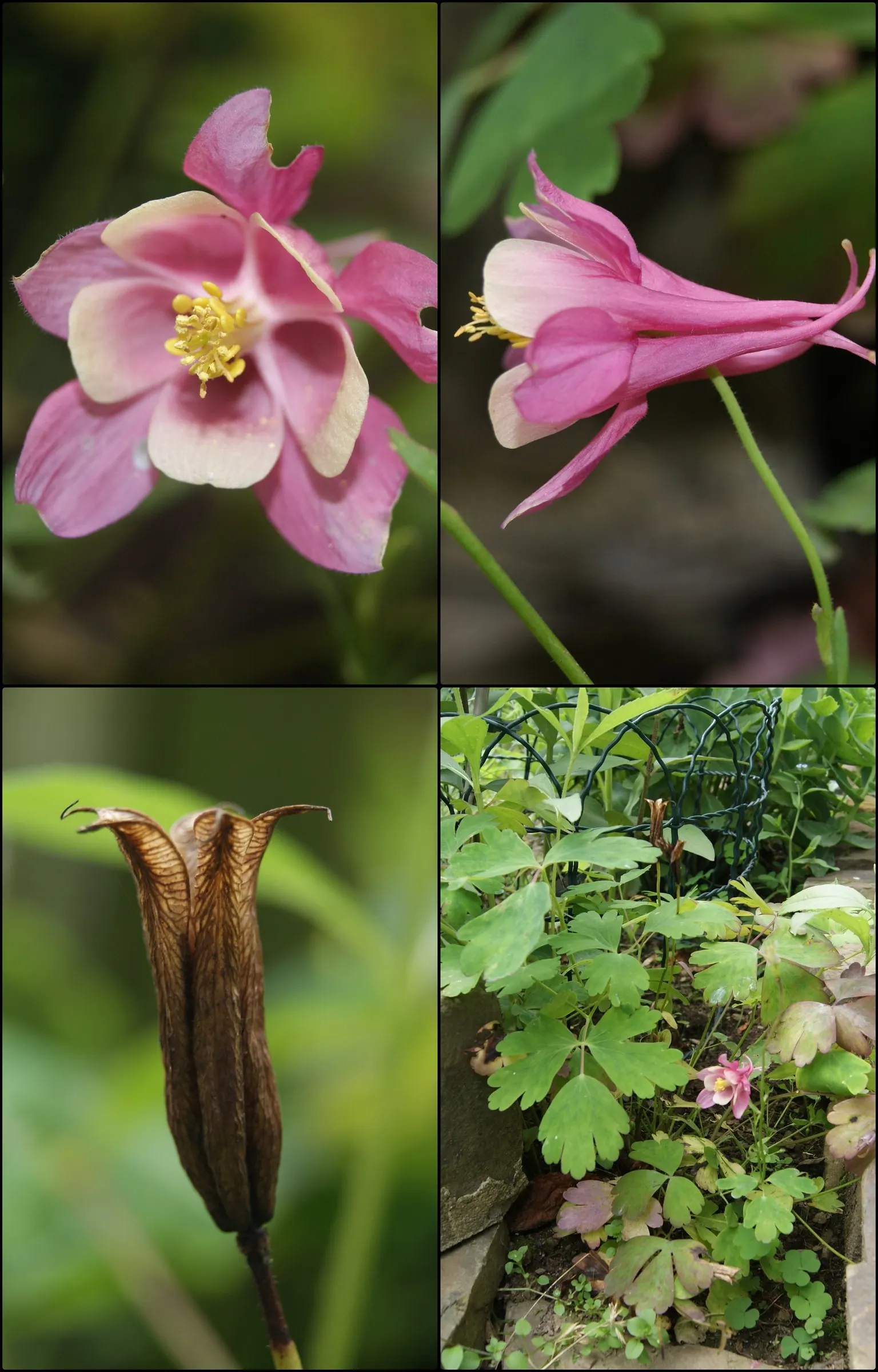 Wild Columbine (Aquilegia Canadensis) — Known for its adaptability; at maturity, it stands 1-3 feet tall with a similar spread, image 73