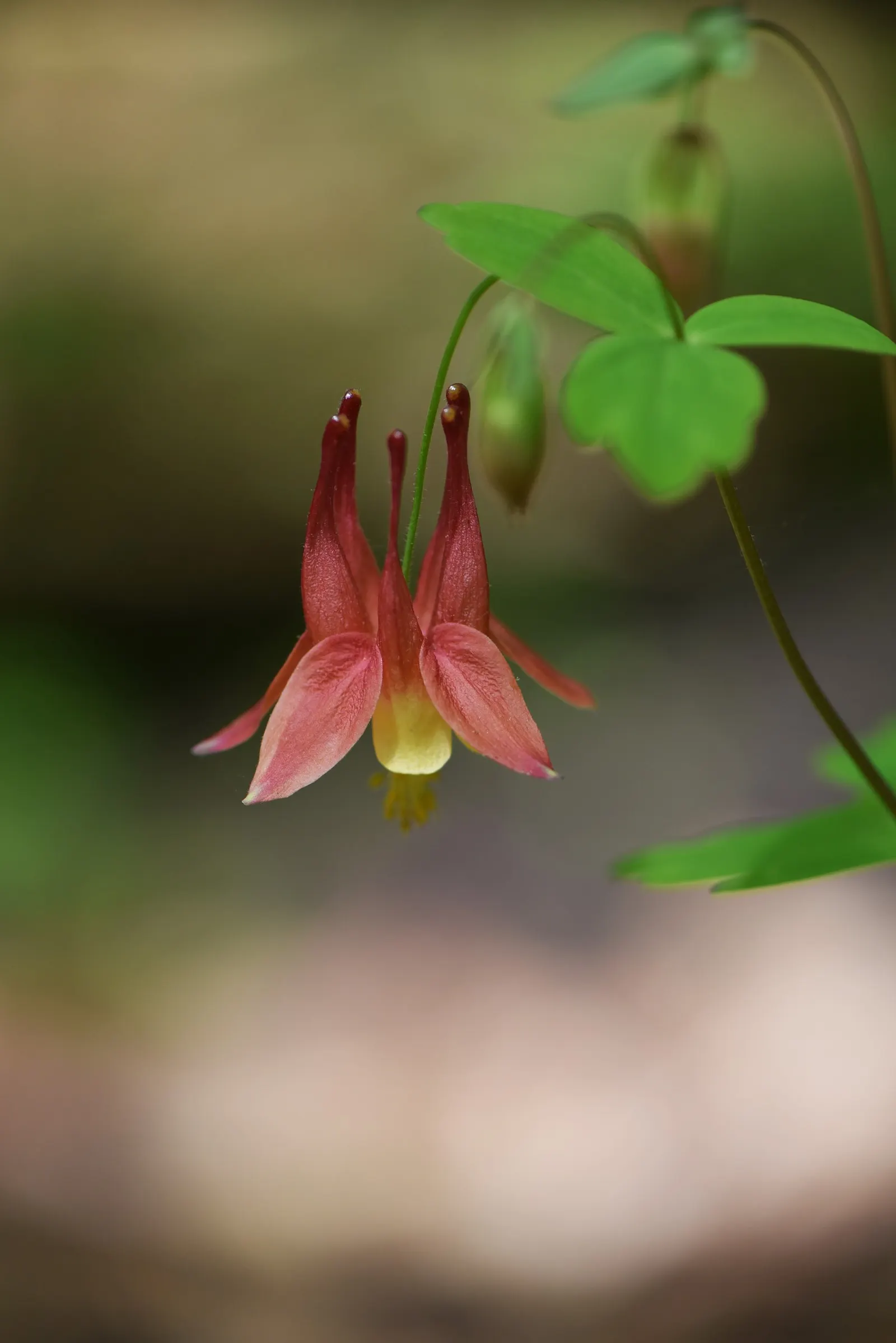 Wild Columbine (Aquilegia Canadensis) — These blooms are a magnet for hummingbirds and butterflies