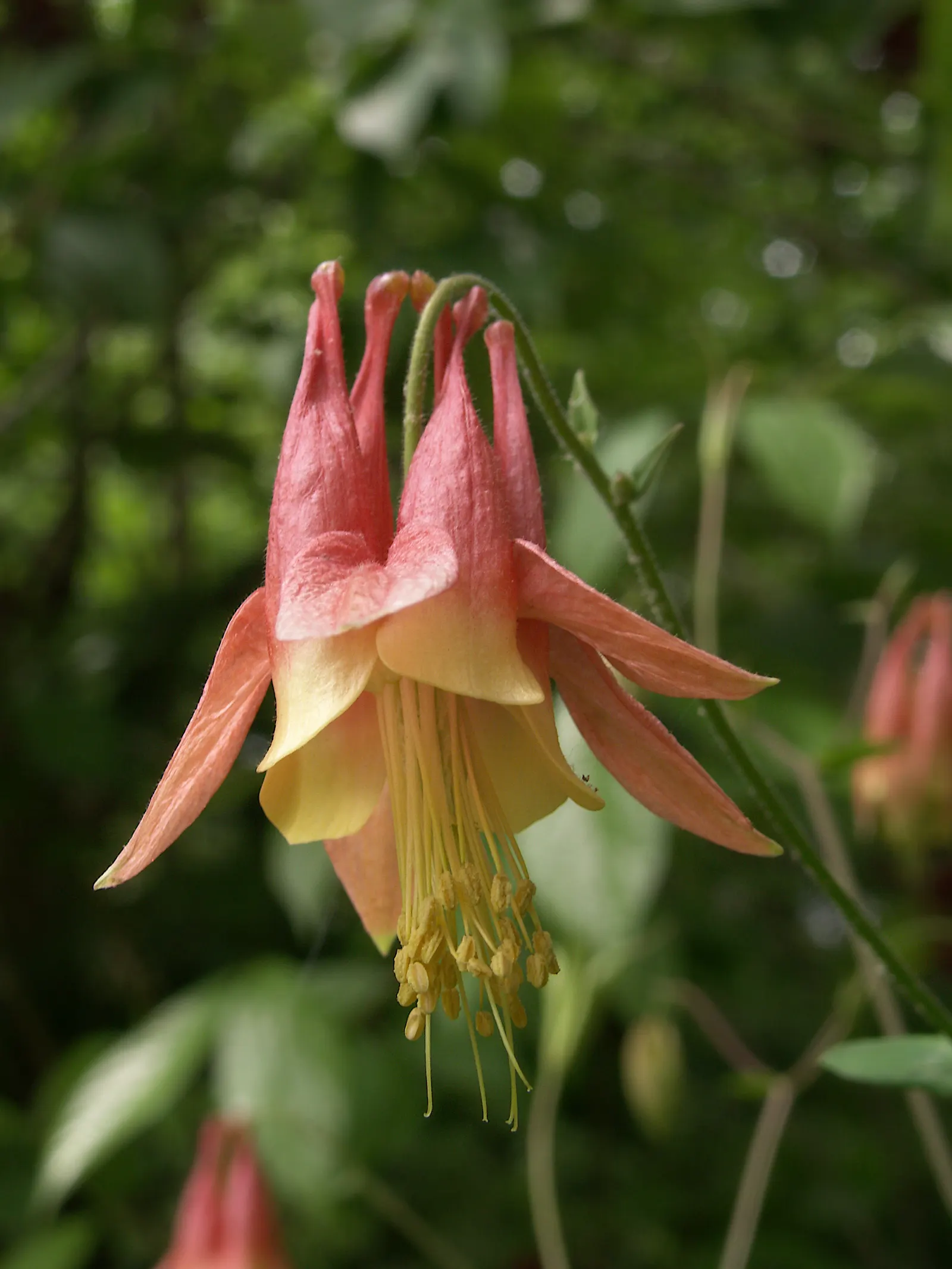 Wild Columbine (Aquilegia Canadensis) — Its ability to self-seed under congenial conditions can ensure its presence for years to come; the Wild, image 80
