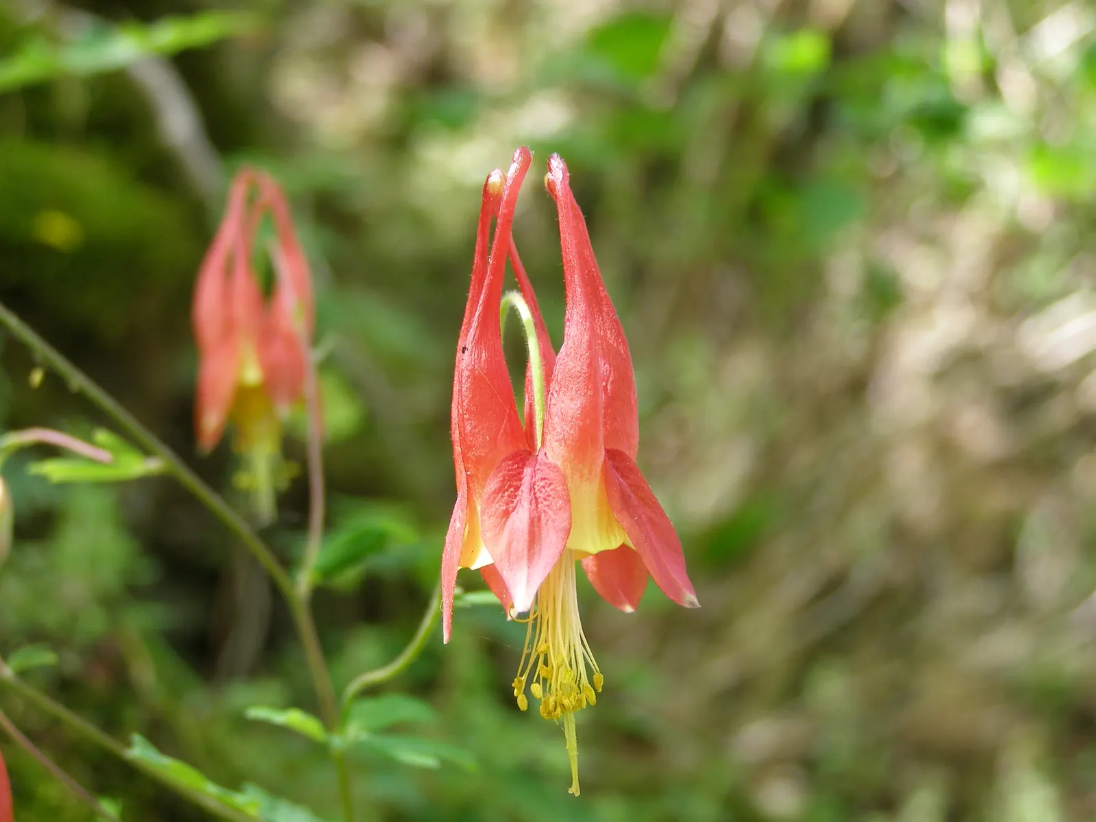 Wild Columbine (Aquilegia Canadensis) — commonly referred to as Wild Columbine; at maturity, it stands 1-3 feet tall with a similar spread, image 70