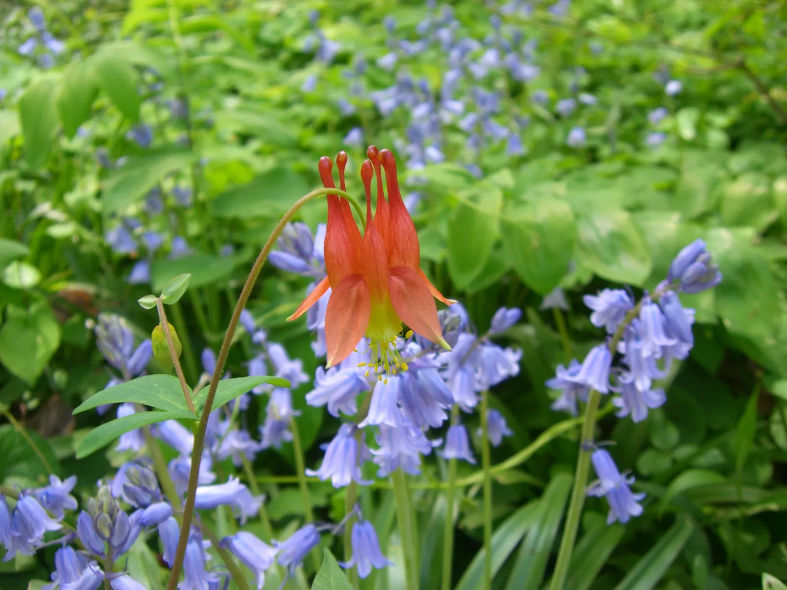 Wild Columbine (Aquilegia Canadensis) — offering a naturalized aesthetic to the design, image 81
