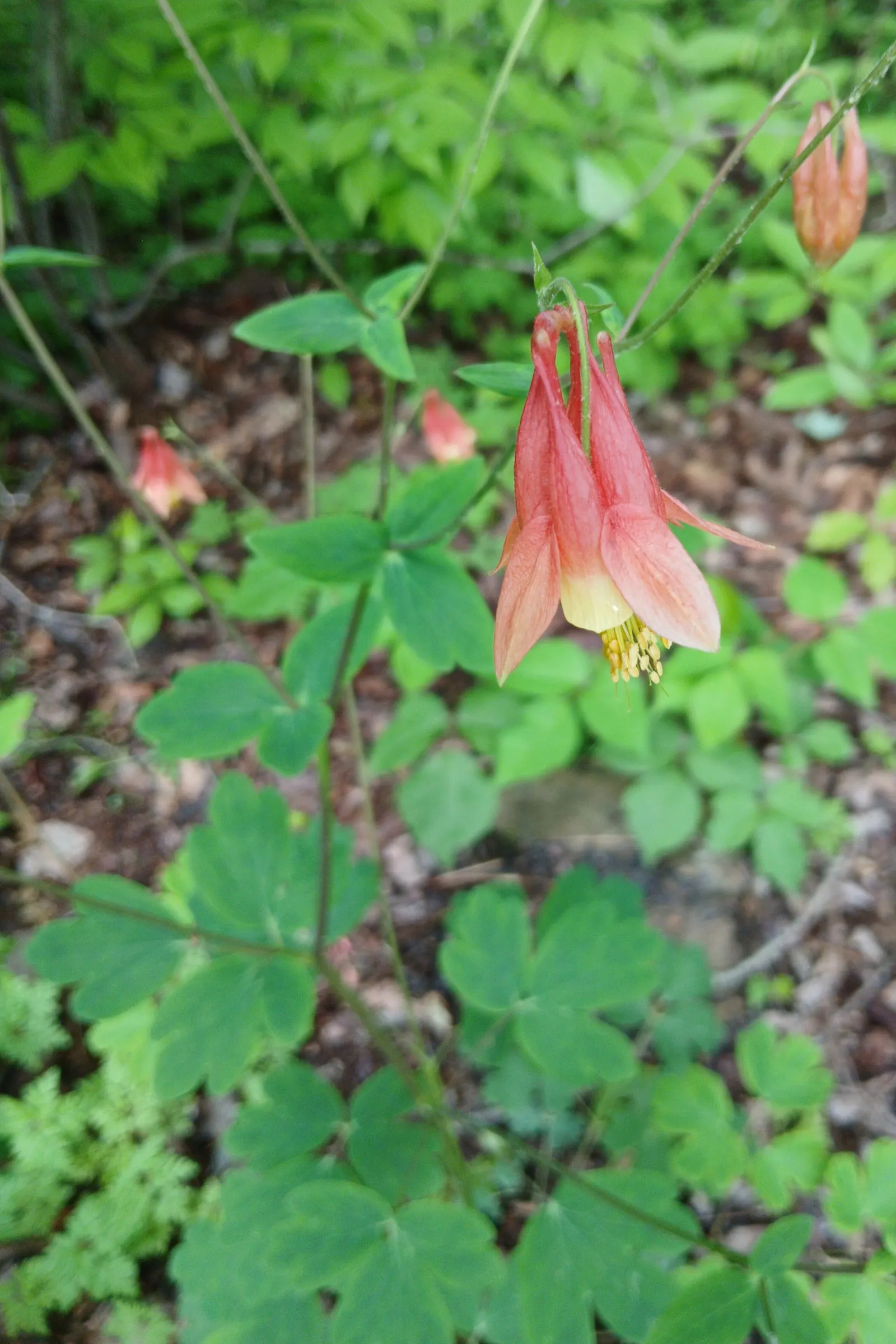 Wild Columbine (Aquilegia Canadensis) — making it an excellent mid-layer species in garden beds when designing for varied visual interest; offering, image 117