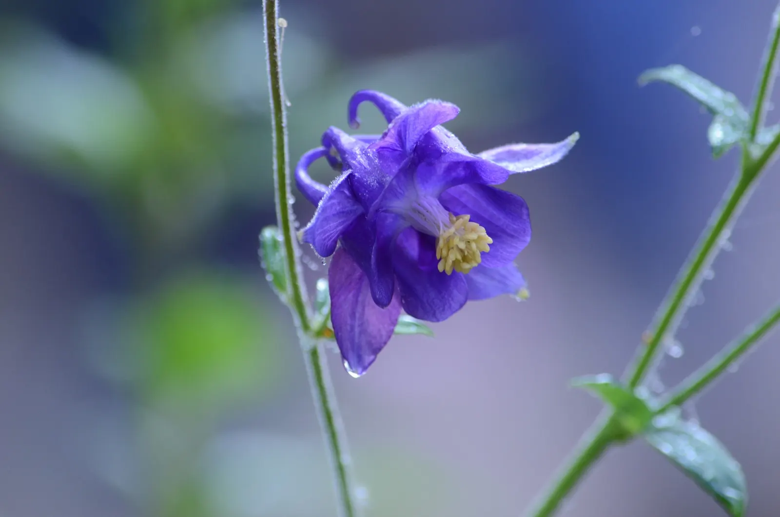 Wild Columbine (Aquilegia Canadensis) — It is also relatively deer resistant, making it a practical and enchanting addition to a client's landscape; at