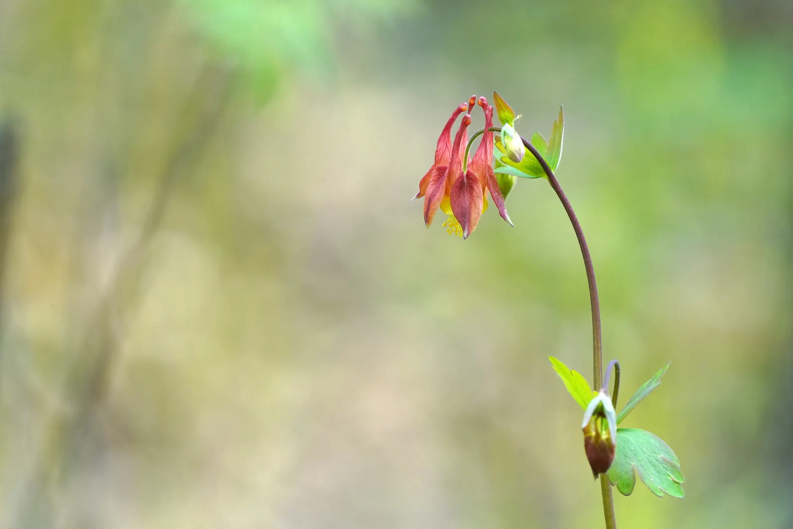 Wild Columbine (Aquilegia Canadensis) — It features distinct, nodding red and yellow flowers with backward-pointing spurs, blooming April to June, image 65