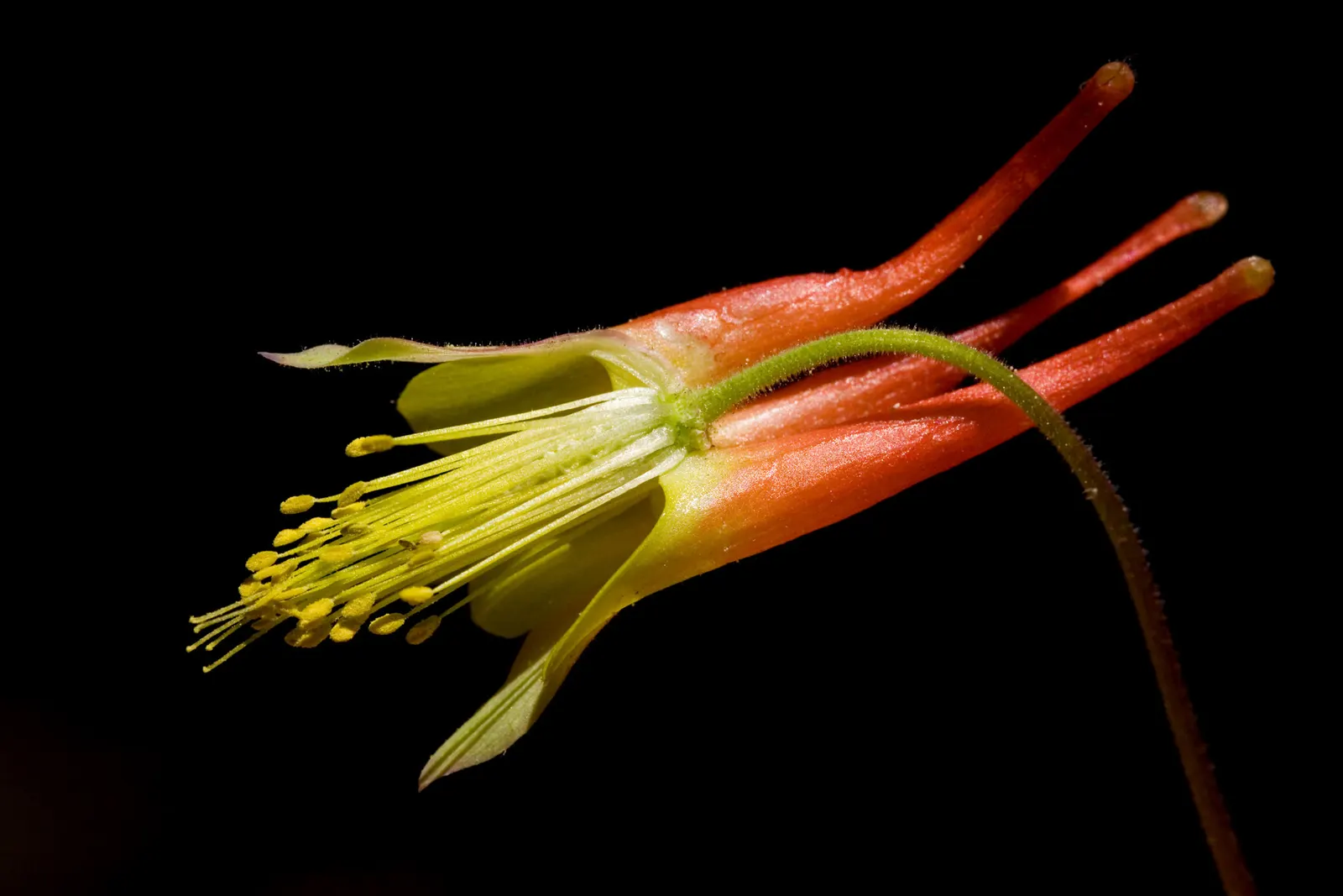 Wild Columbine (Aquilegia Canadensis) — making it an excellent mid-layer species in garden beds when designing for varied visual interest; offering, image 96