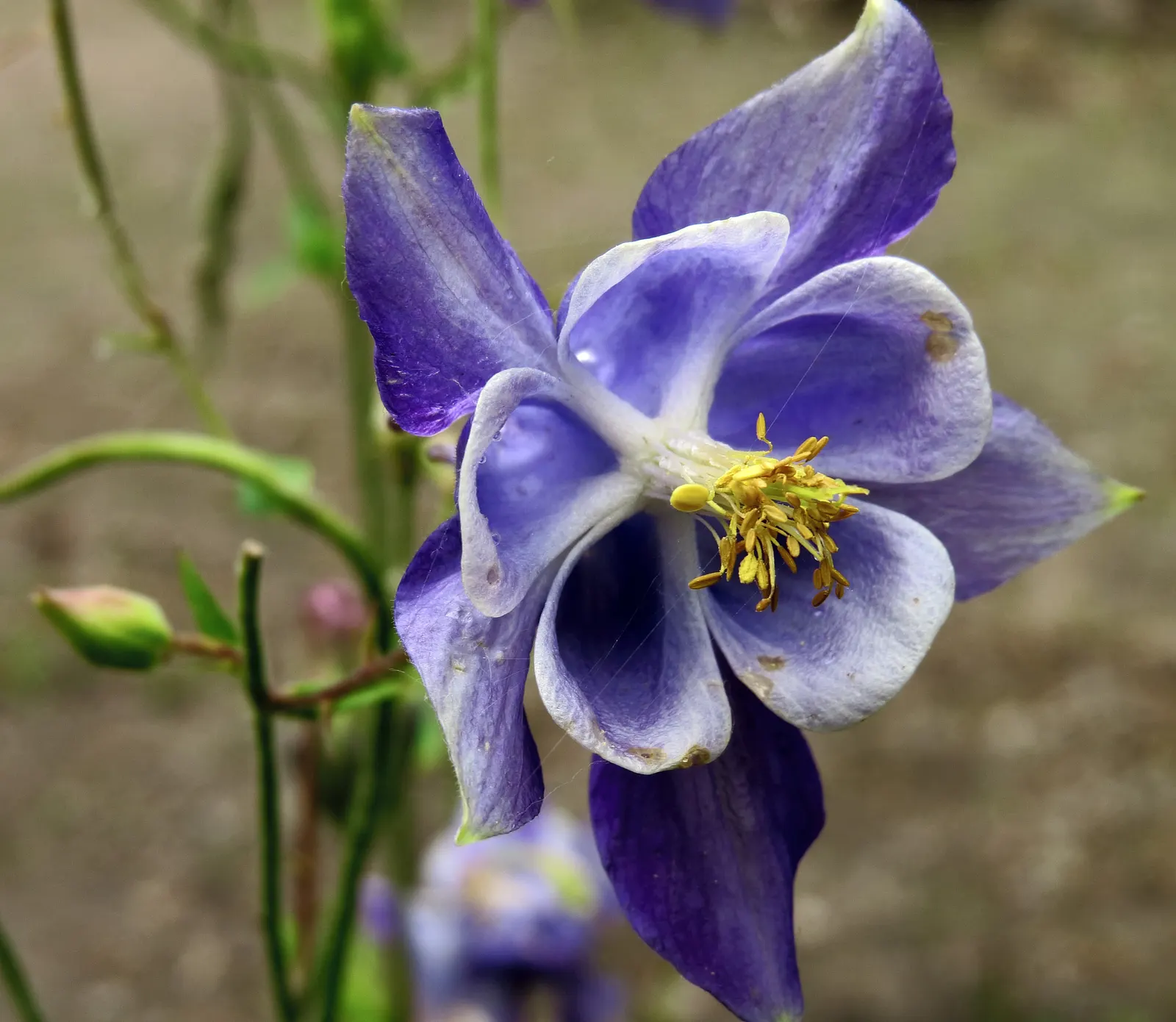 Wild Columbine (Aquilegia Canadensis) — nodding red and yellow flowers; offering a naturalized aesthetic to the design, image 51