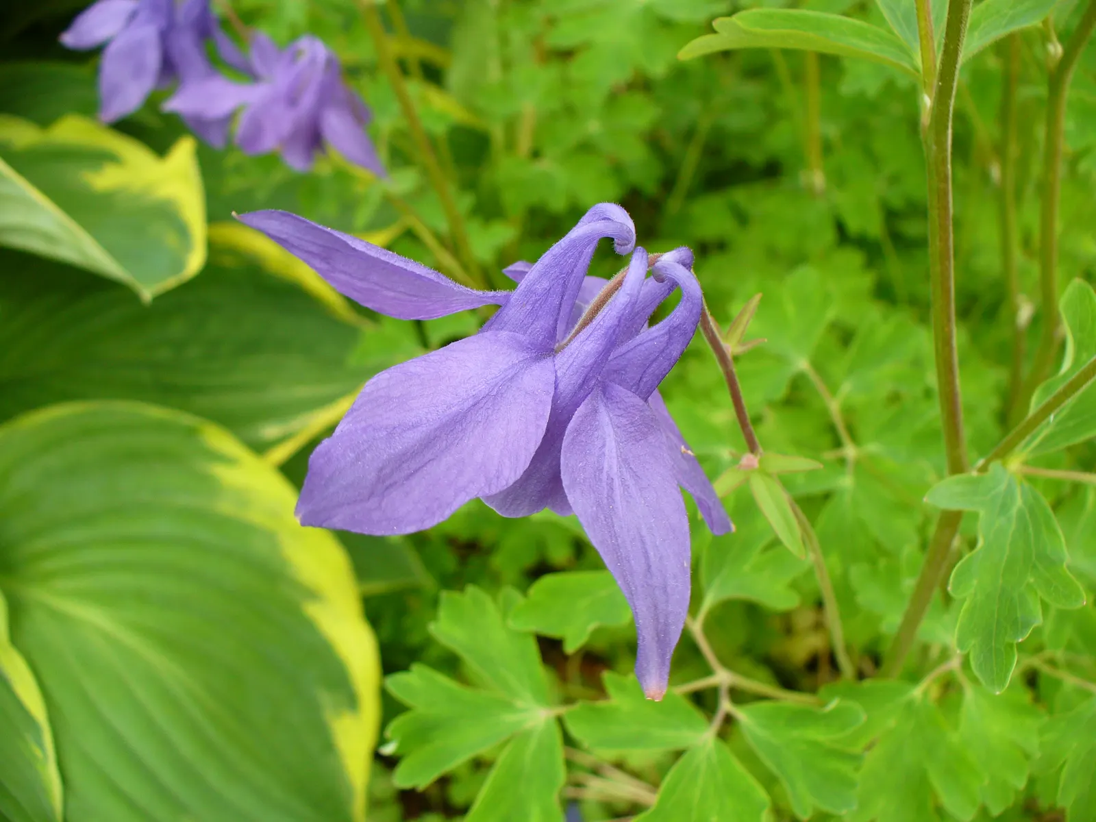 Wild Columbine (Aquilegia Canadensis) — It features distinct, nodding red and yellow flowers with backward-pointing spurs, blooming April to June, image 107