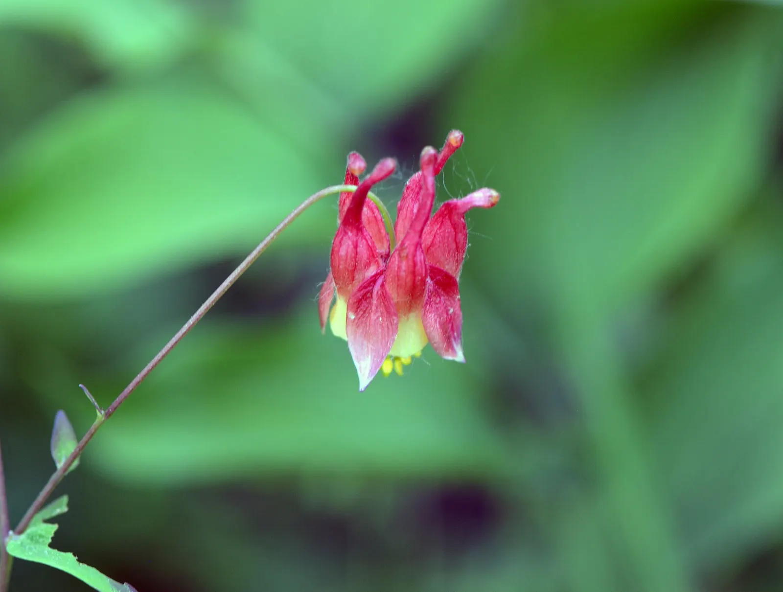 Wild Columbine (Aquilegia Canadensis) — nodding red and yellow flowers; offering a naturalized aesthetic to the design, image 114
