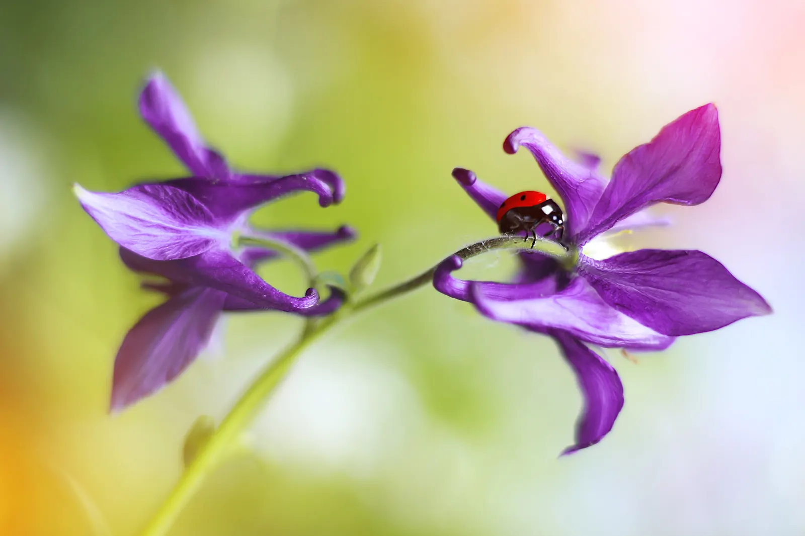Wild Columbine (Aquilegia Canadensis) — nodding red and yellow flowers; offering a naturalized aesthetic to the design, image 135