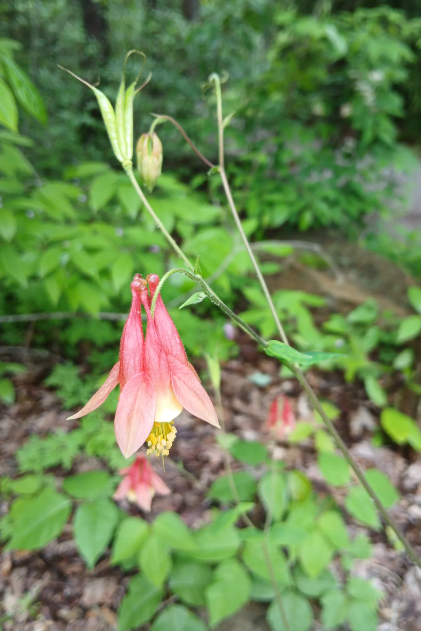 Wild Columbine (Aquilegia Canadensis) — the Wild Columbine flourishes in USDA Hardiness Zones 3 through 8, image 137