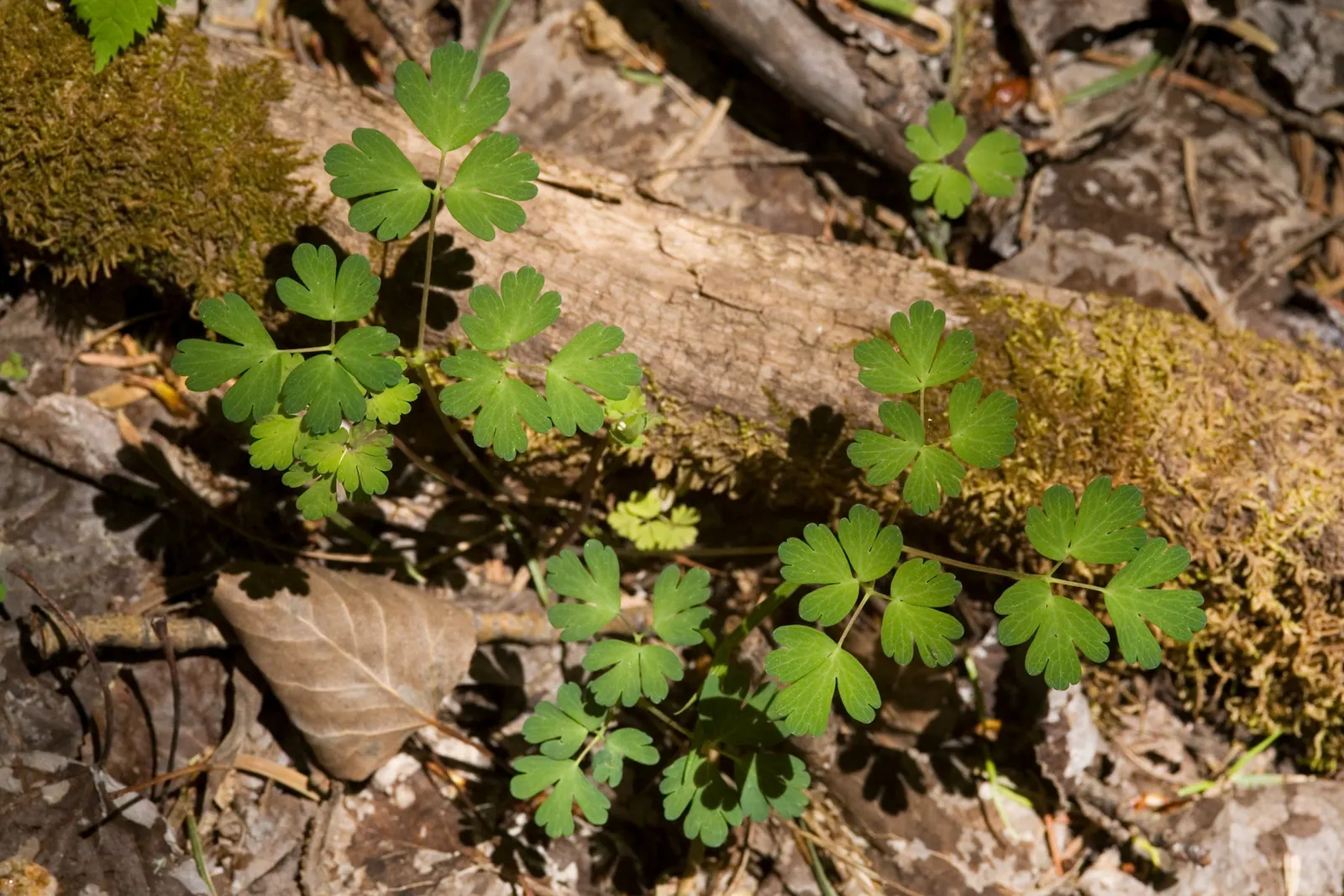 Wild Columbine (Aquilegia Canadensis) — Aquilegia canadensis, commonly known as Wild Columbine, is a perennial native to North America; at, image 85