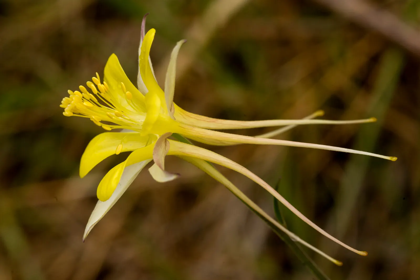 Wild Columbine (Aquilegia Canadensis) — At maturity, it stands 1-3 feet tall with a similar spread, image 172