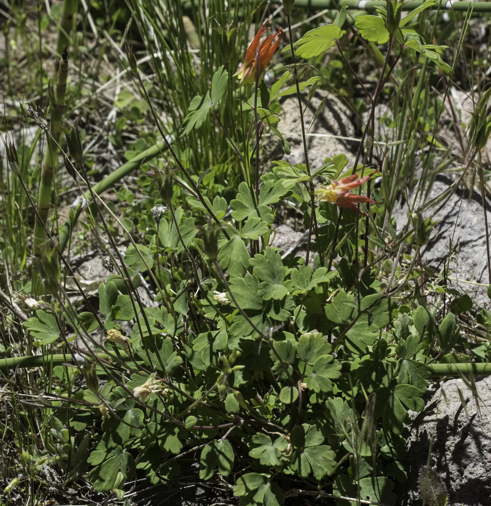 Wild Columbine (Aquilegia Canadensis) — commonly referred to as Wild Columbine; at maturity, it stands 1-3 feet tall with a similar spread, image 112
