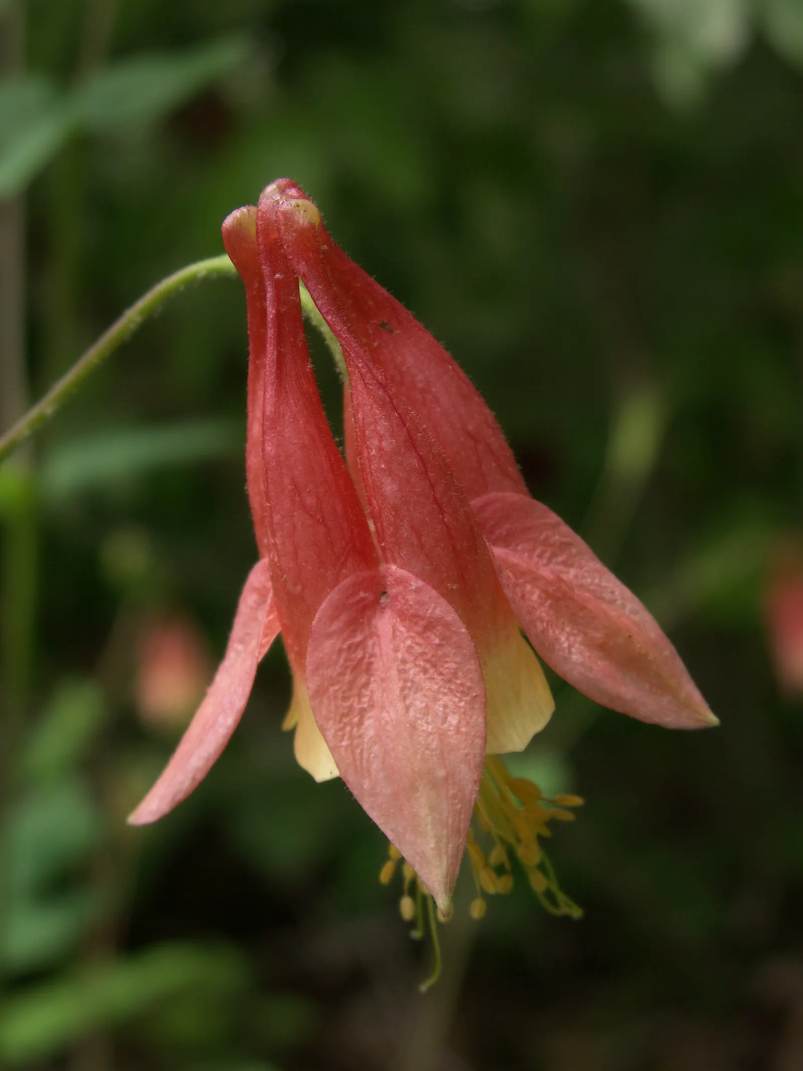 Wild Columbine (Aquilegia Canadensis) — the Wild Columbine flourishes in USDA Hardiness Zones 3 through 8, image 95