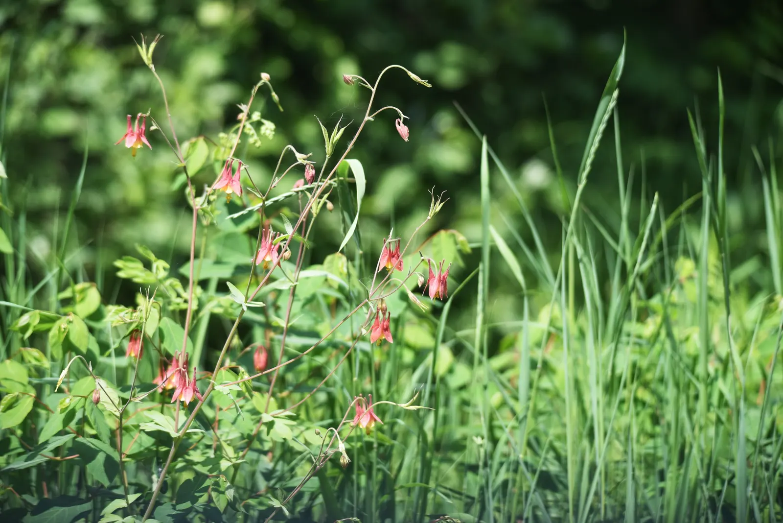 Wild Columbine (Aquilegia Canadensis) — perennial with red and yellow blooms; the Wild Columbine flourishes in USDA Hardiness Zones 3 through 8