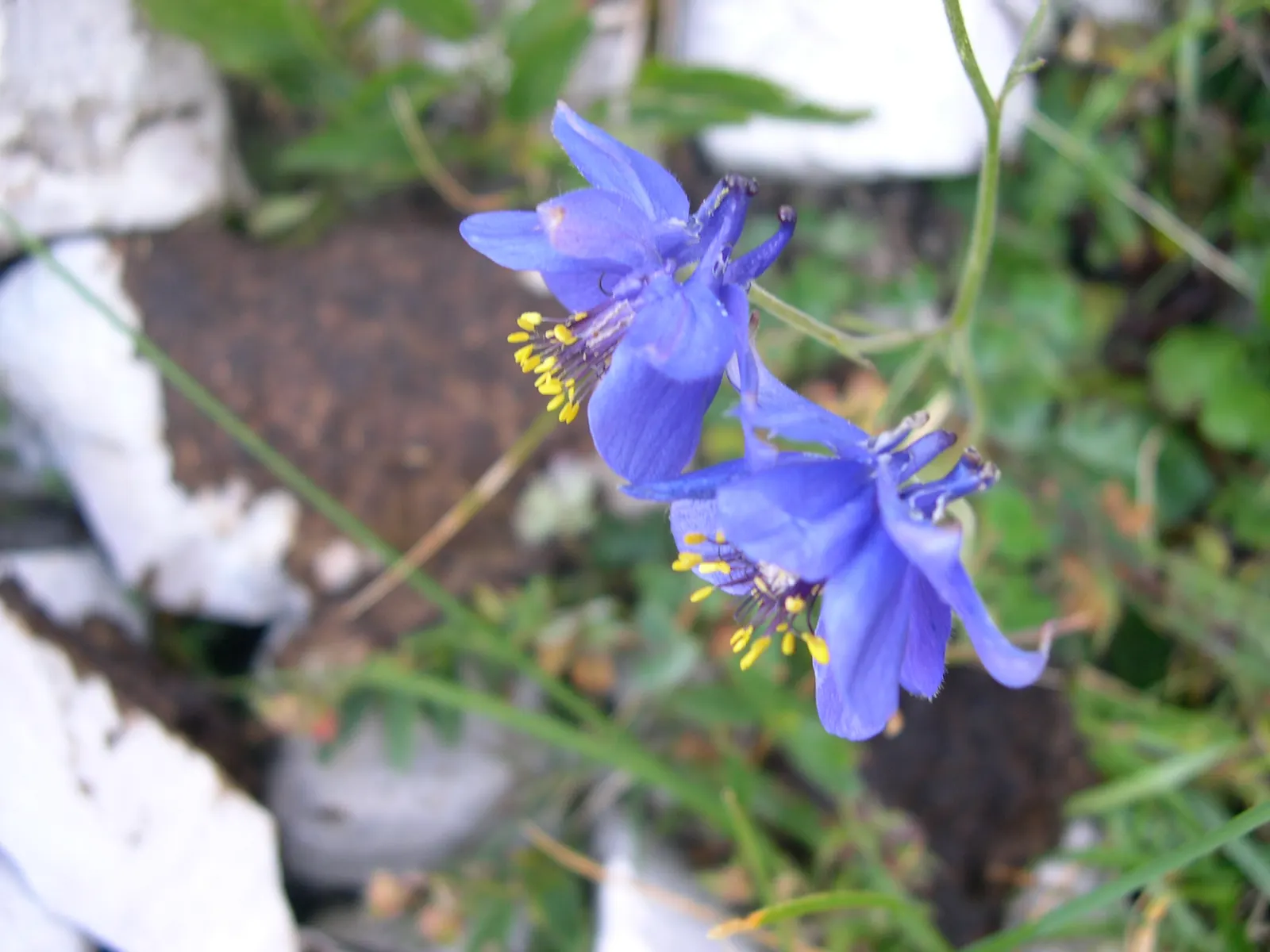Wild Columbine (Aquilegia Canadensis) — It is also relatively deer resistant, making it a practical and enchanting addition to a client's, image 58